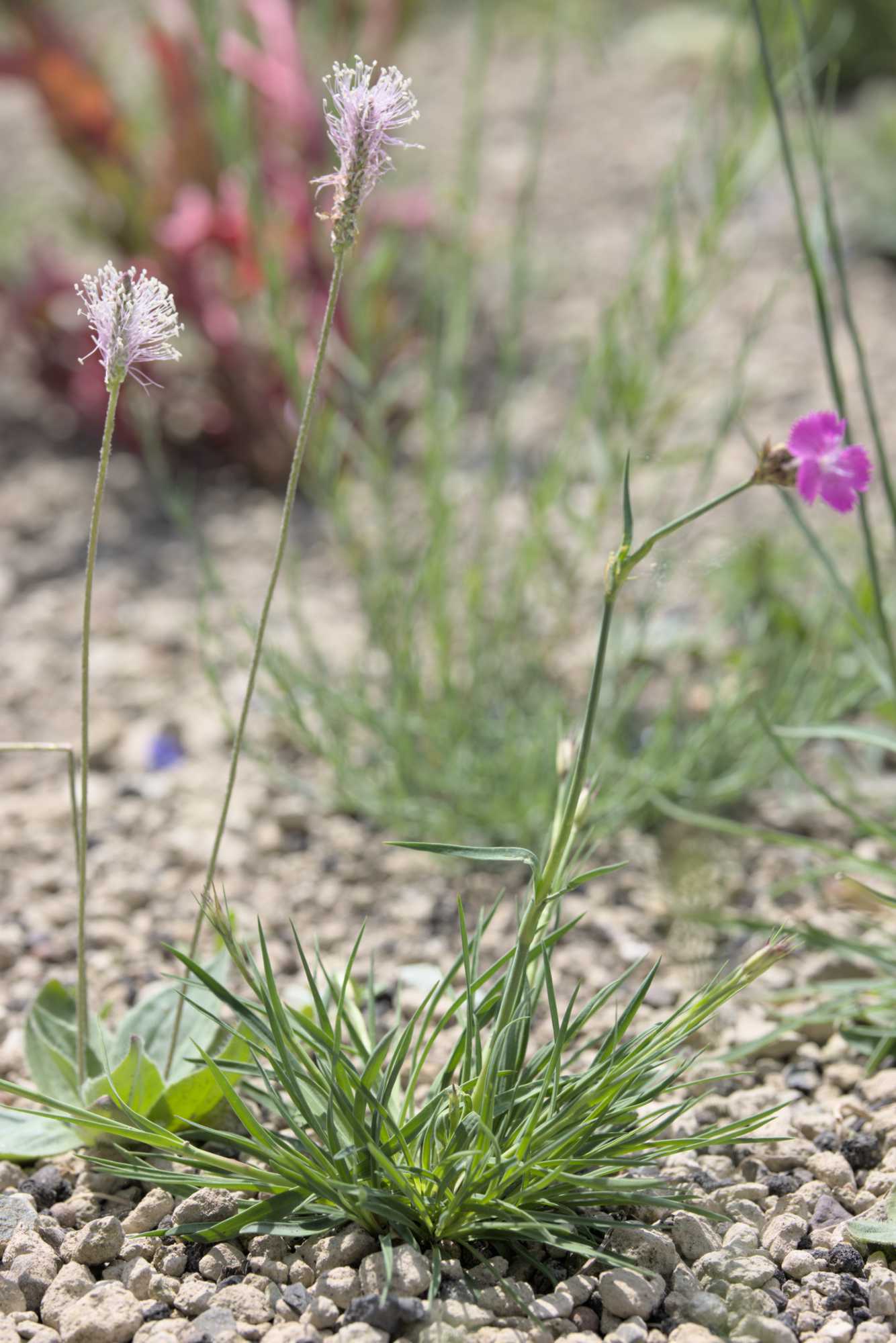 Lokation: Deutschland | Nordrhein-Westfalen | Heinsberg | Wassenberg Kategorien: Habitus, Dachbegrünung, Hortus rusticus, Datum: 23.05.2022