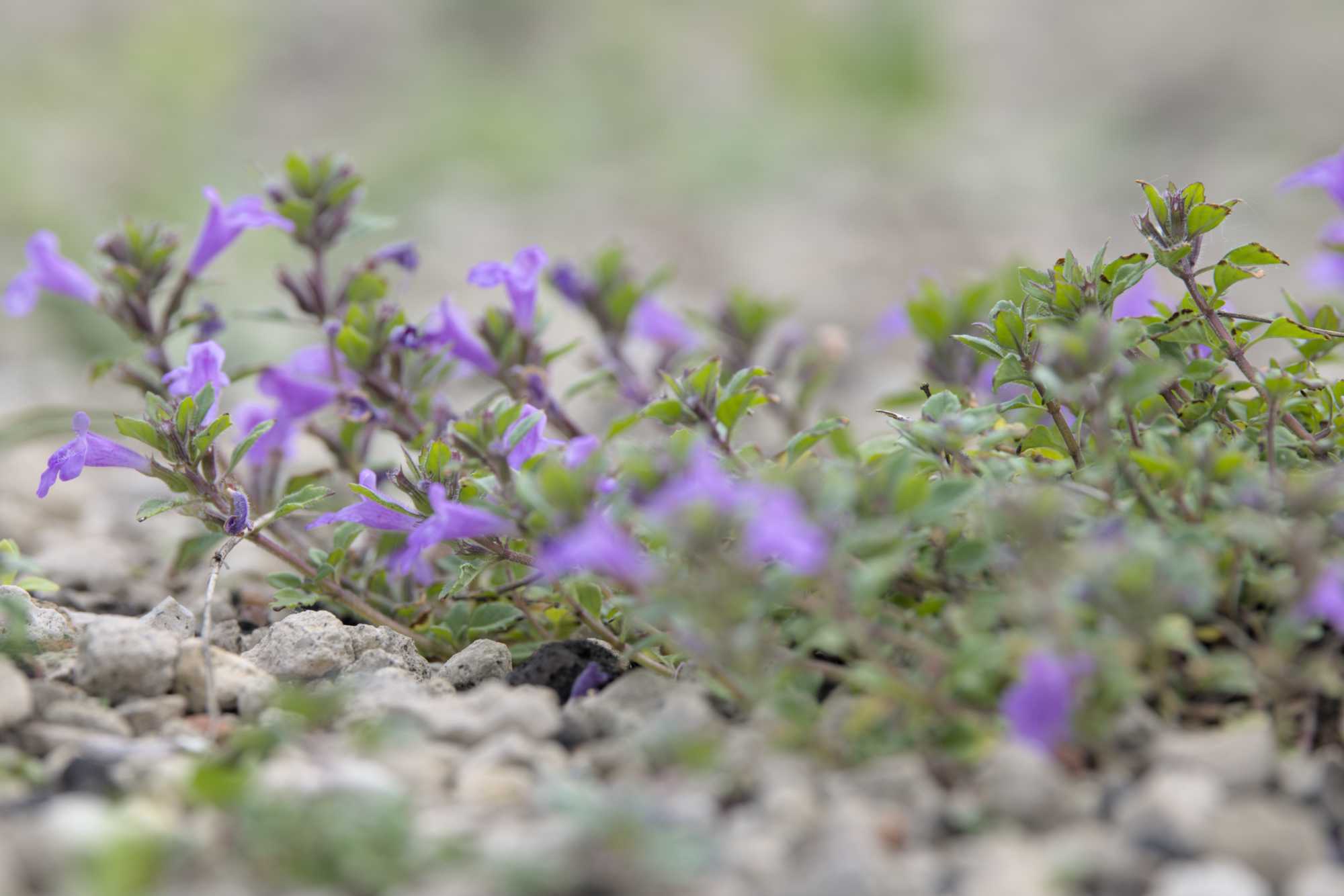Lokation: Deutschland | Nordrhein-Westfalen | Heinsberg | Wassenberg Kategorien: Habitus, Dachbegrünung, Hortus rusticus, Datum: 23.05.2022