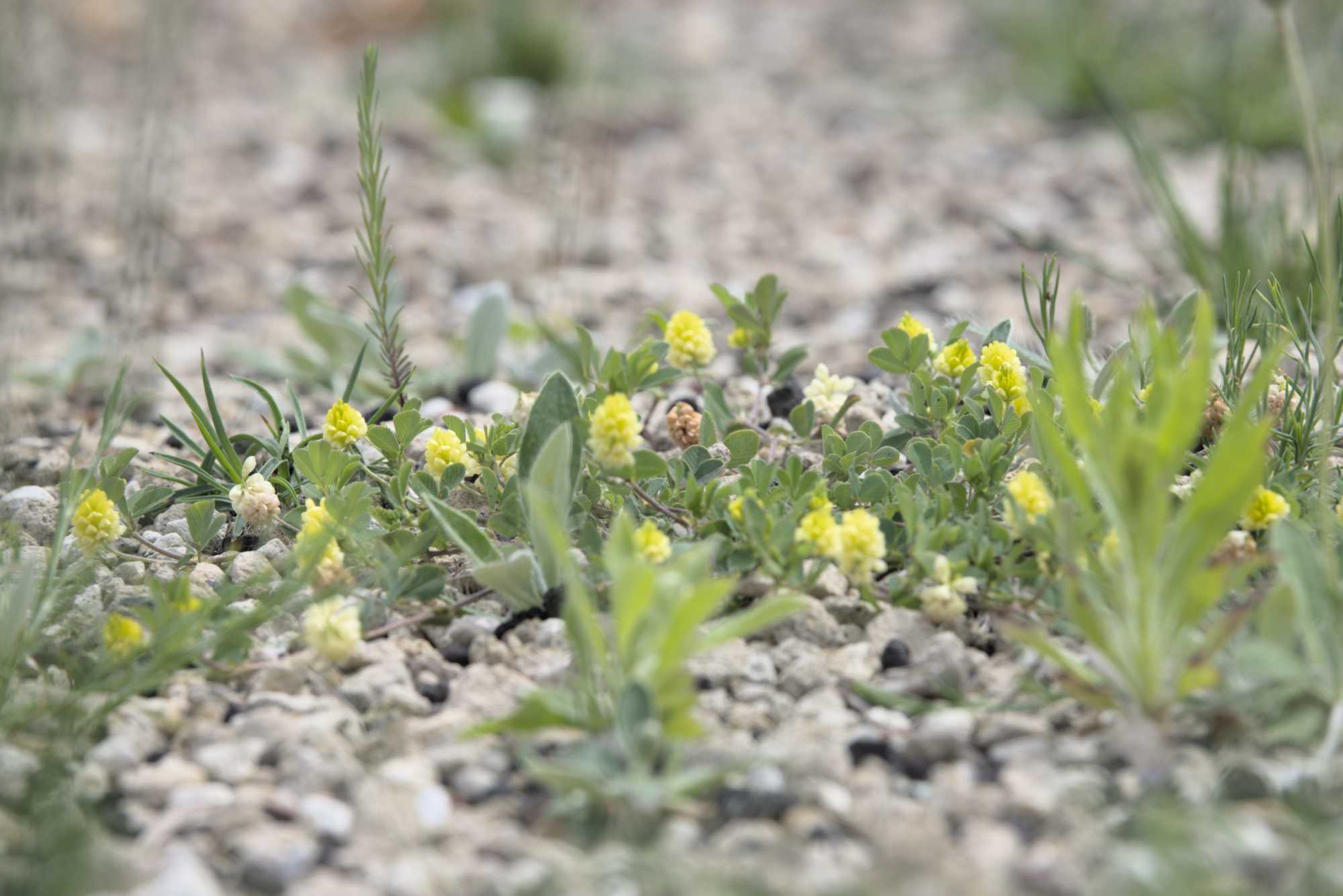 Lokation: Deutschland | Nordrhein-Westfalen | Heinsberg | Wassenberg Kategorien: Habitus, Dachbegrünung, Hortus rusticus, Datum: 23.05.2022