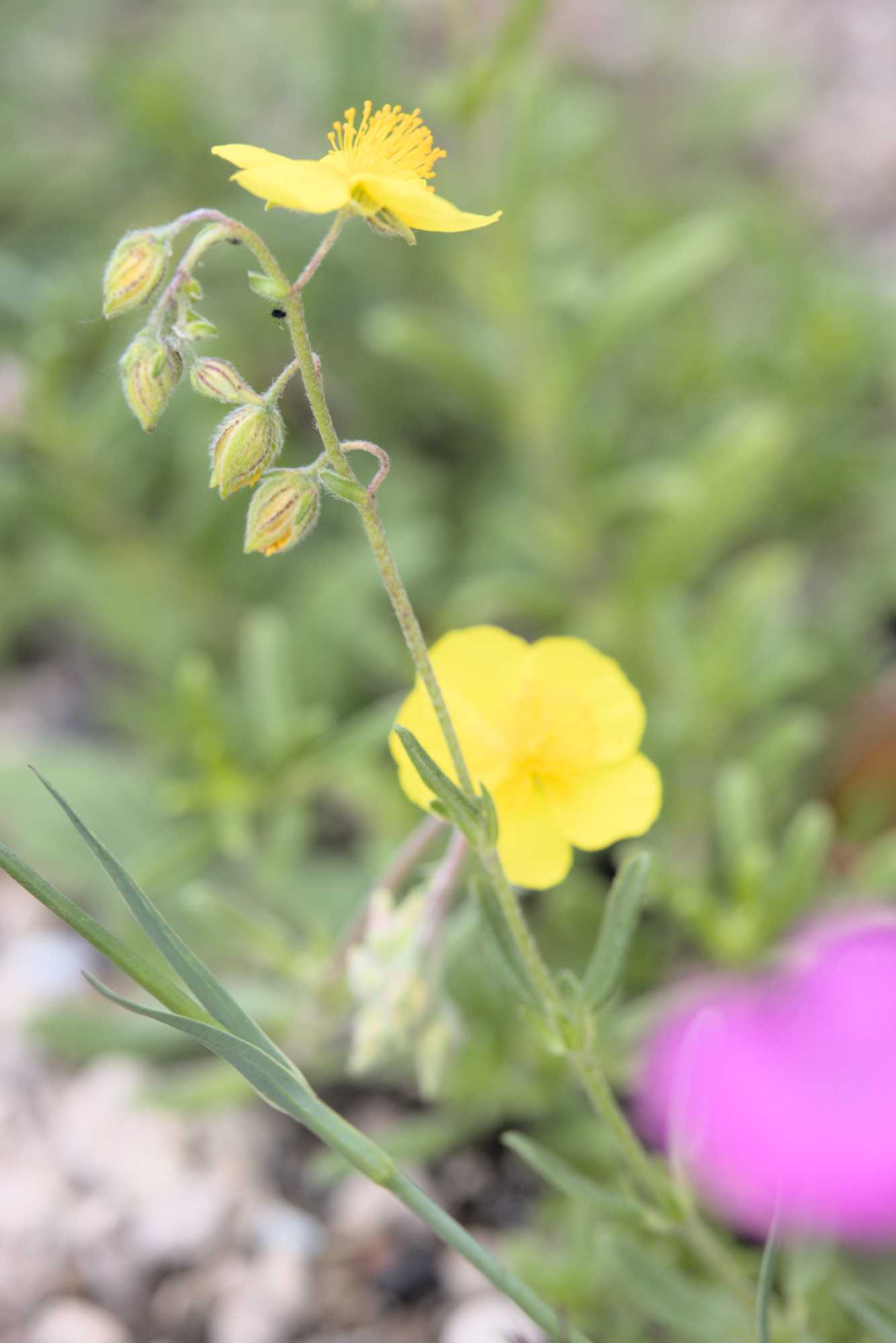 Lokation: Deutschland | Nordrhein-Westfalen | Heinsberg | Wassenberg Kategorien: Blüte, Dachbegrünung, Hortus rusticus, Datum: 27.05.2022