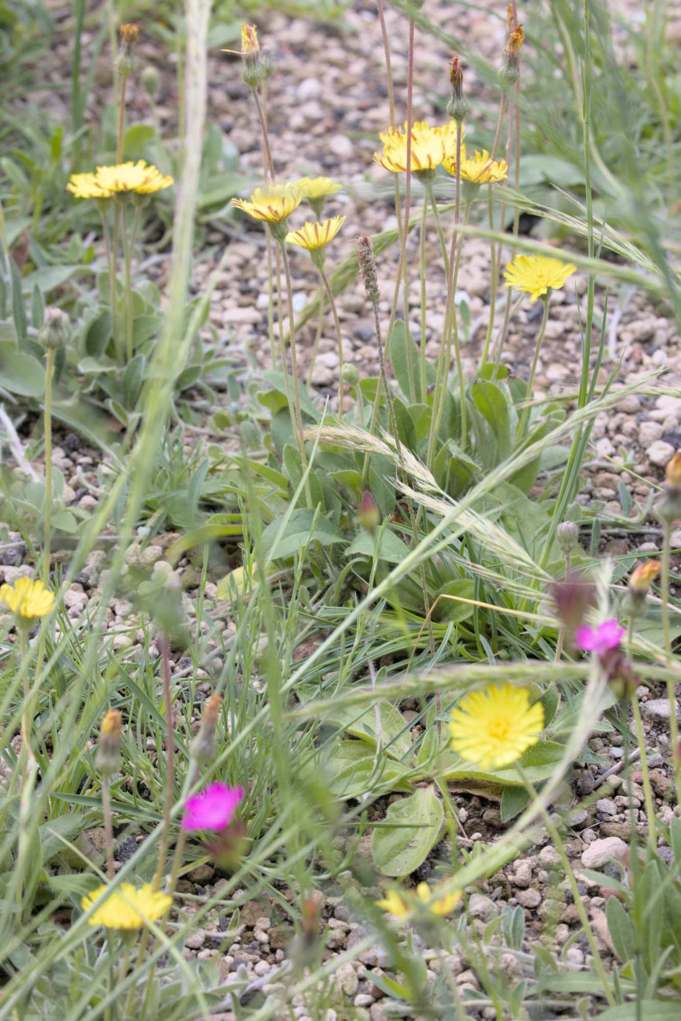Lokation: Deutschland | Nordrhein-Westfalen | Heinsberg | Wassenberg Kategorien: Habitus, Dachbegrünung, Hortus rusticus, Datum: 27.05.2022