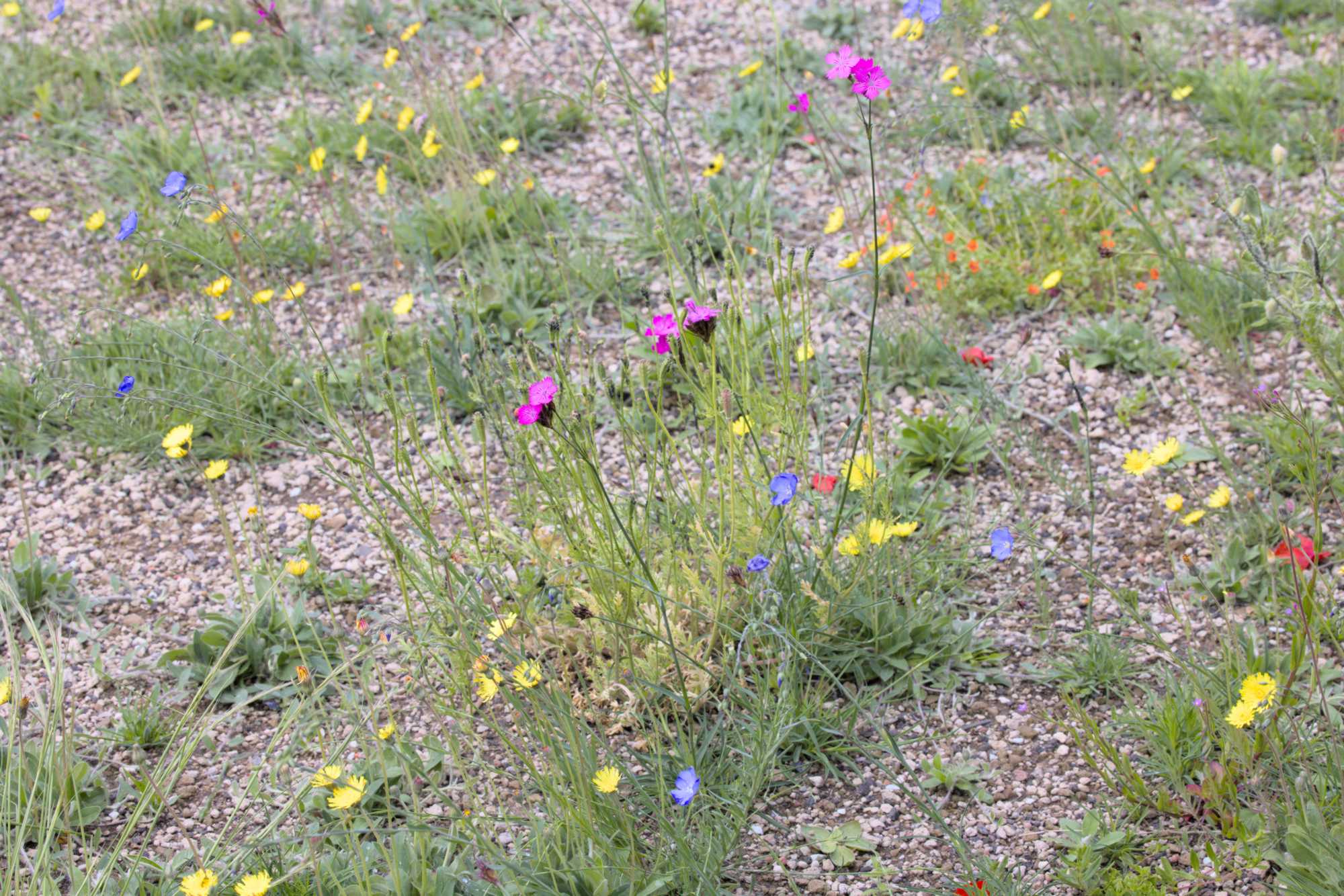 Lokation: Deutschland | Nordrhein-Westfalen | Heinsberg | Wassenberg Kategorien: Vegetation, Dachbegrünung, Hortus rusticus, Datum: 27.05.2022