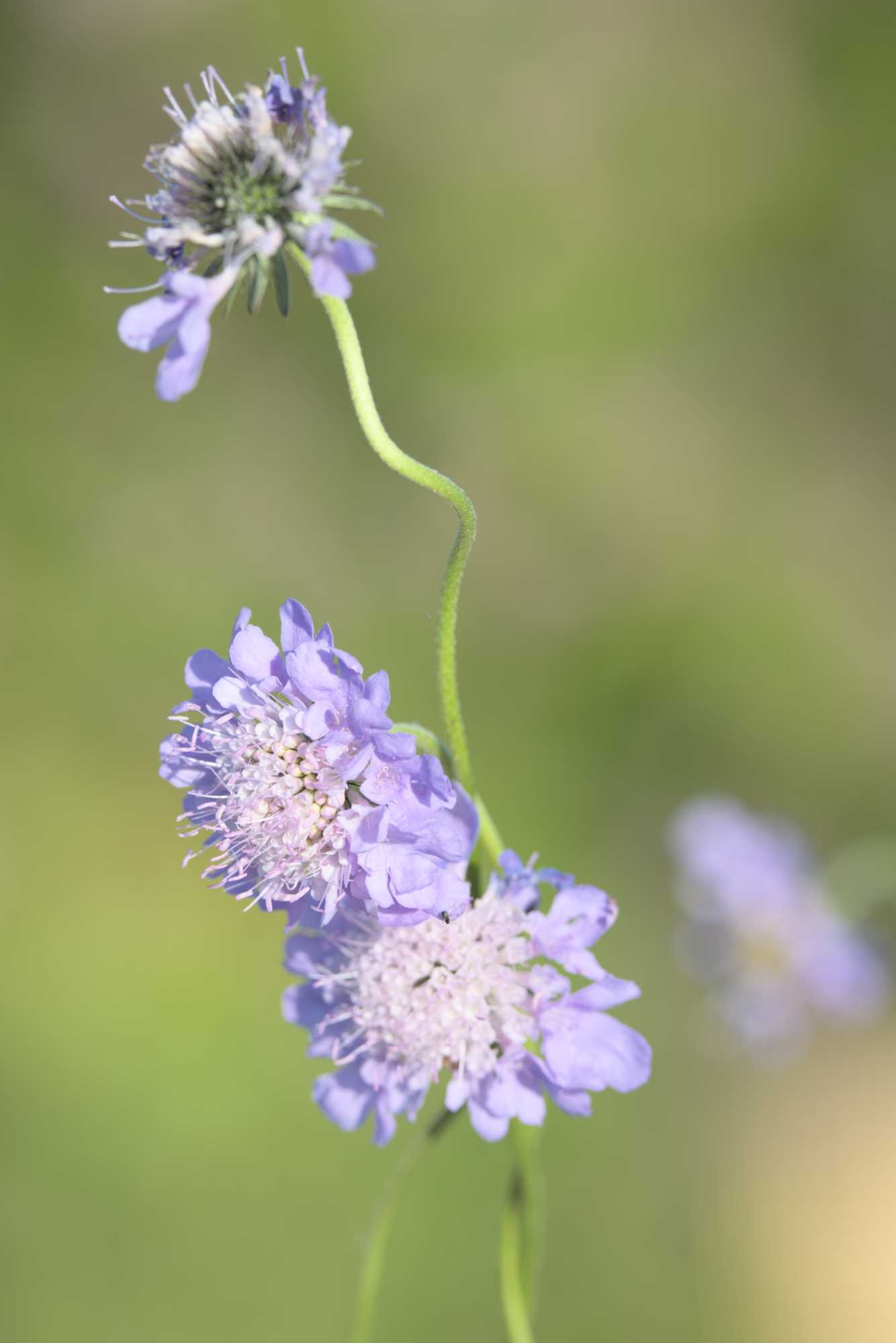 Lokation: Deutschland | Nordrhein-Westfalen | Heinsberg | Wassenberg Kategorien: Blüte, Dachbegrünung, Hortus rusticus, Datum: 28.05.2022