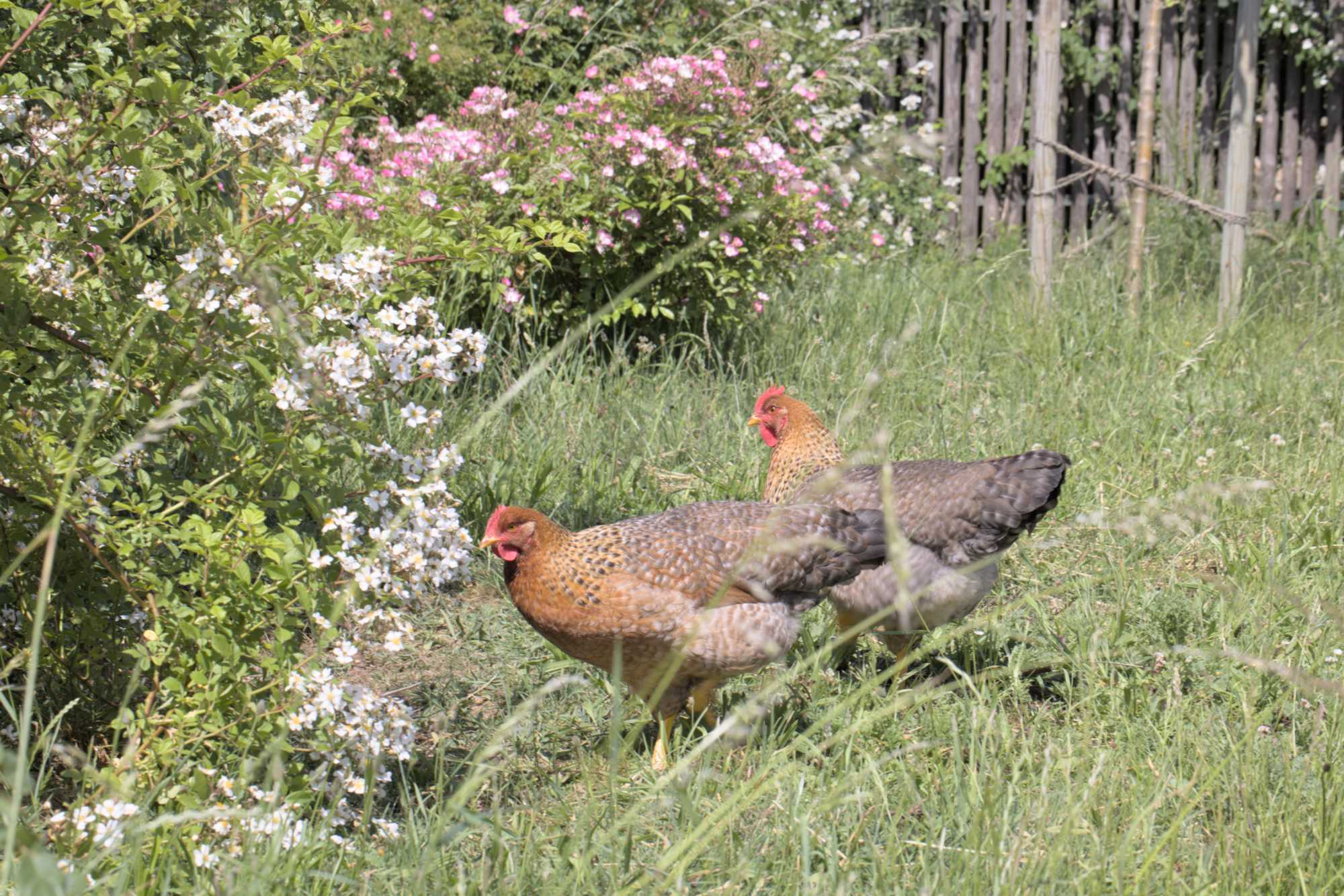 Lokation: Deutschland | Nordrhein-Westfalen | Heinsberg | Wassenberg Kategorien: Hühner, Naturgarten, Hortus rusticus, Landhausgarten, Datum: 28.05.2022