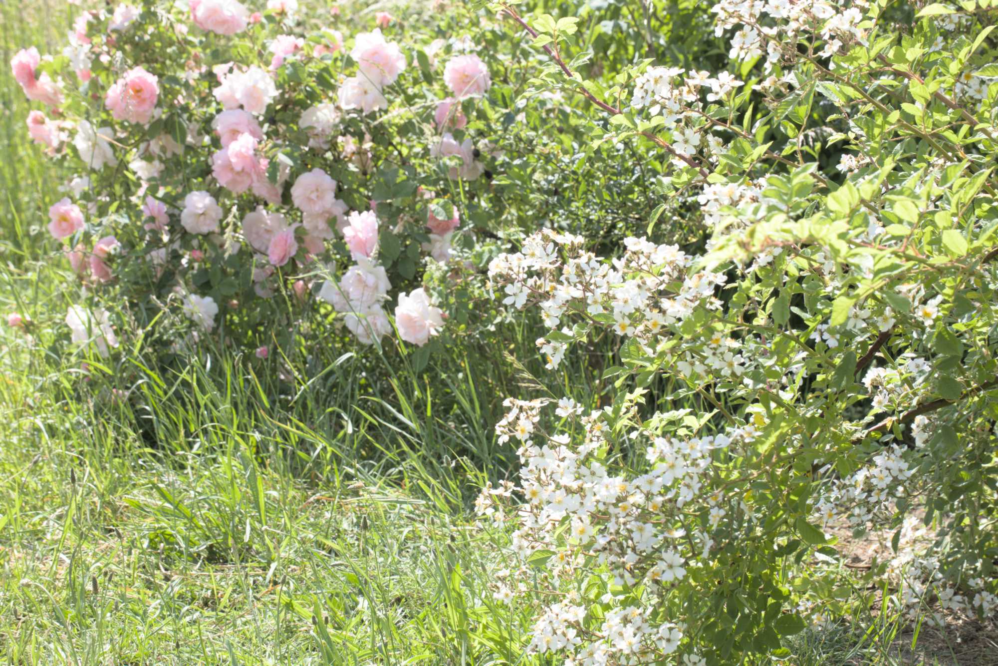 Lokation: Deutschland | Nordrhein-Westfalen | Heinsberg | Wassenberg Kategorien: Hecke, Naturgarten, Hortus rusticus, Landhausgarten, Rosen, Datum: 28.05.2022