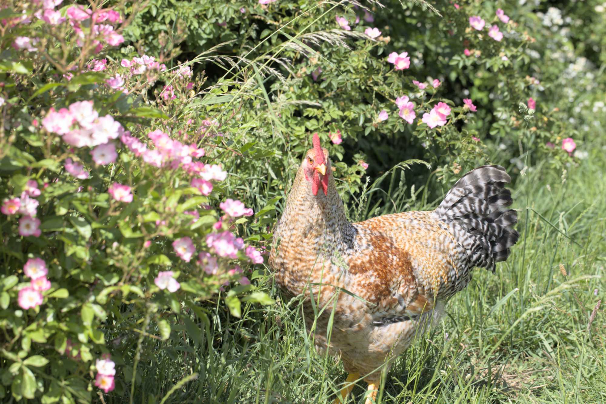 Lokation: Deutschland | Nordrhein-Westfalen | Heinsberg | Wassenberg Kategorien: Hühner, Naturgarten, Hortus rusticus, Landhausgarten, Datum: 28.05.2022