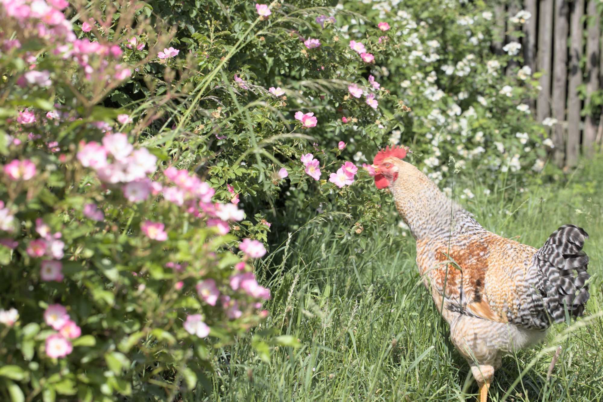 Lokation: Deutschland | Nordrhein-Westfalen | Heinsberg | Wassenberg Kategorien: Hühner, Naturgarten, Hortus rusticus, Landhausgarten, Datum: 28.05.2022