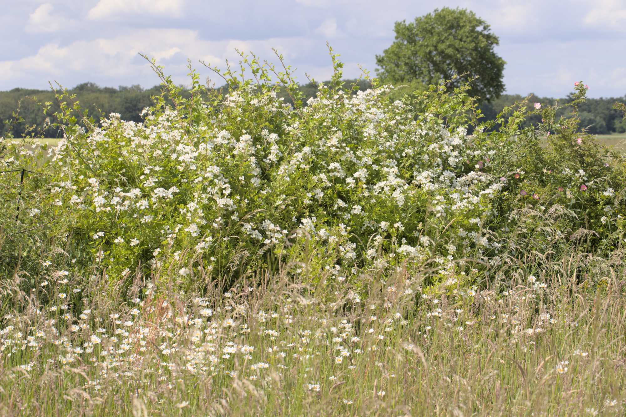 Lokation: Deutschland | Nordrhein-Westfalen | Heinsberg | Wassenberg Kategorien: Hecke, Naturgarten, Hortus rusticus, Landhausgarten, Rosen, Datum: 28.05.2022