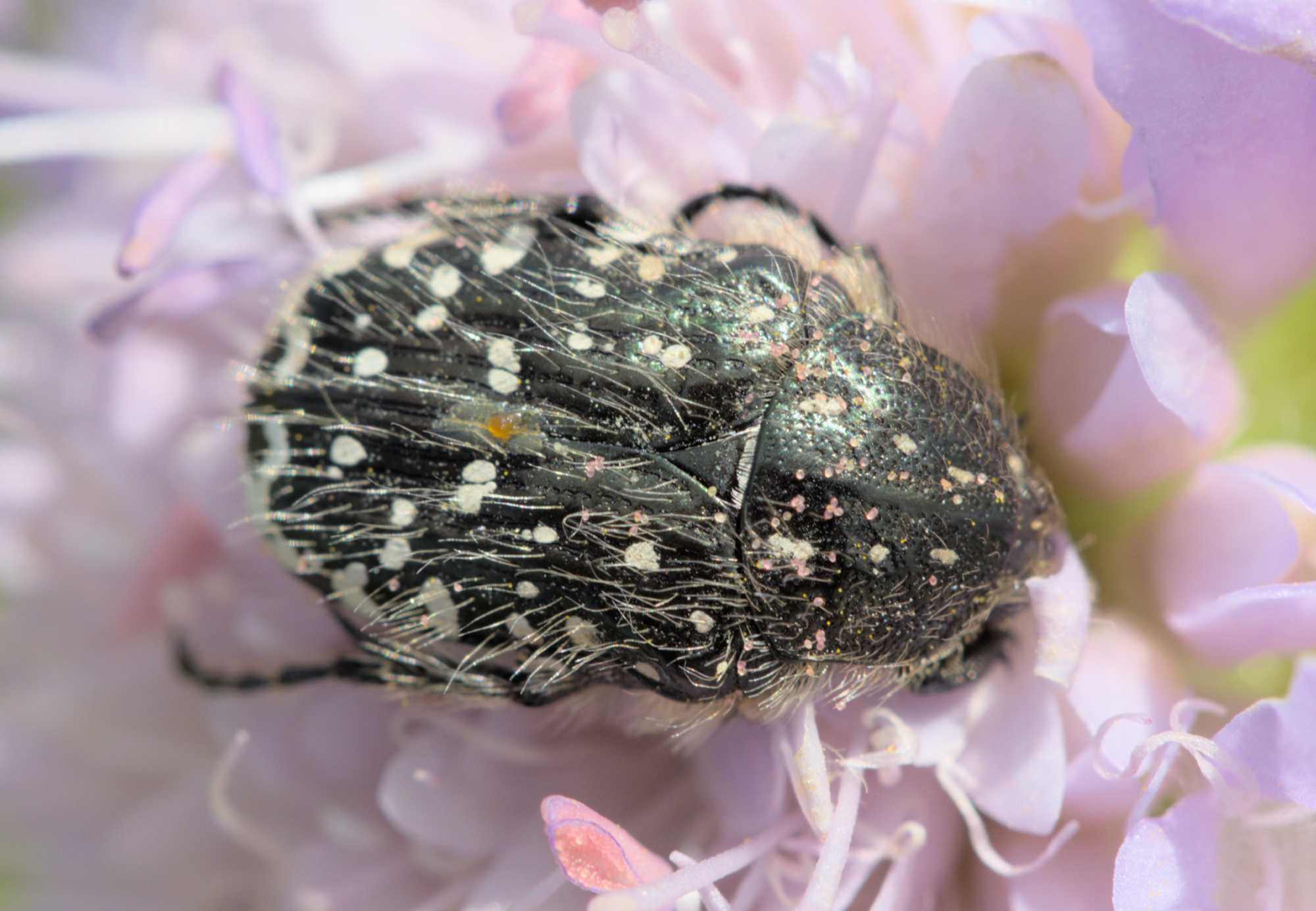 Trauer-Rosenkäfer (Oxythyrea funesta), Lokation: Deutschland | Nordrhein-Westfalen | Heinsberg | Wassenberg Kategorien: Insekten, Hortus rusticus, Familie: Scarabaeidae (Blatthornkäfer), Datum: 28.05.2022