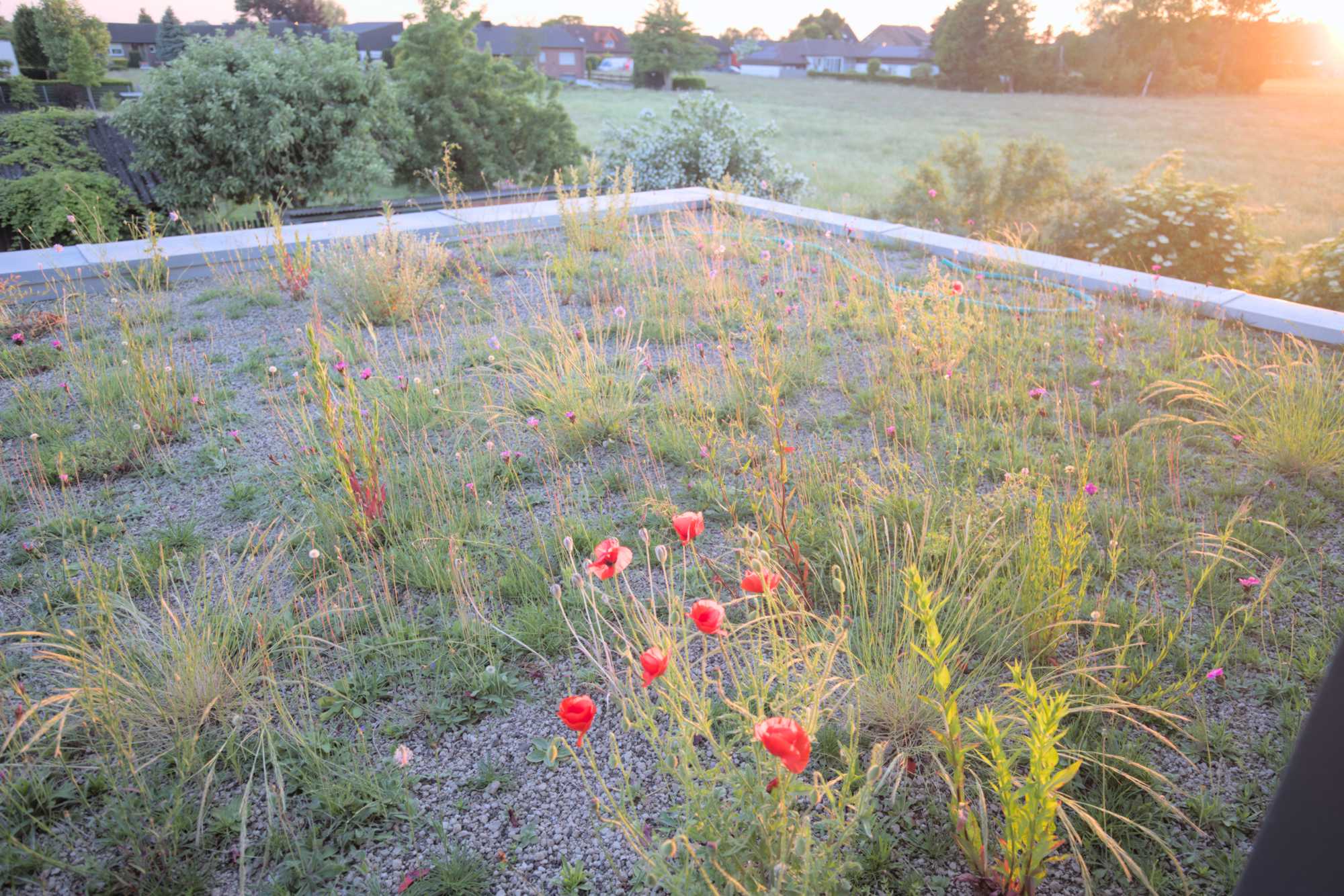 Lokation: Deutschland | Nordrhein-Westfalen | Heinsberg | Wassenberg Kategorien: Dachbegrünung, Hortus rusticus, Datum: 02.06.2022