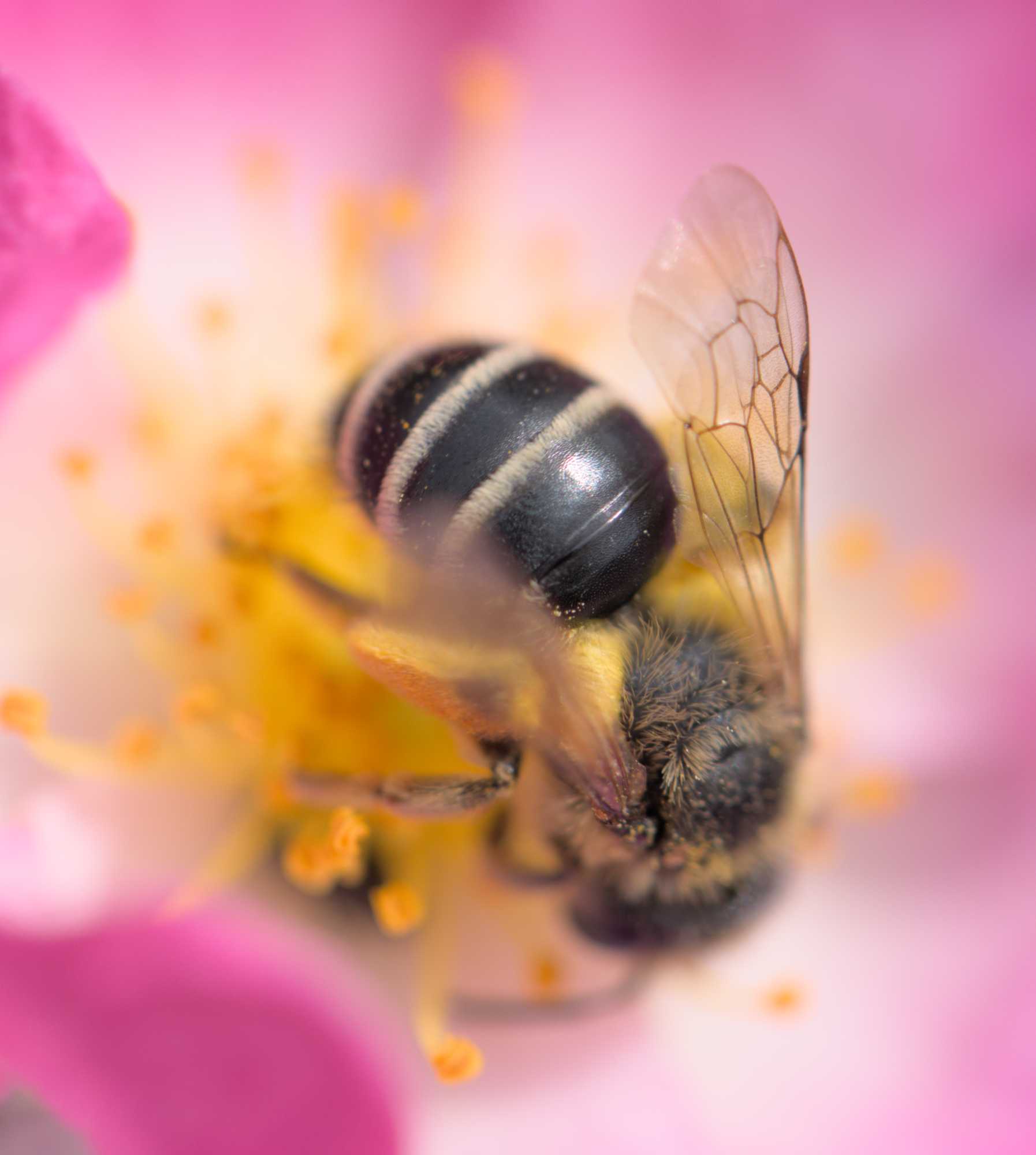 Gewöhnliche Bindensandbiene (Andrena flavipes), Lokation: Deutschland | Nordrhein-Westfalen | Heinsberg | Wassenberg Kategorien: Insekten, Hortus rusticus, Familie: Andrenidae (Sandbienen), Familie: Apidae (Echte Bienen), Datum: 03.06.2022