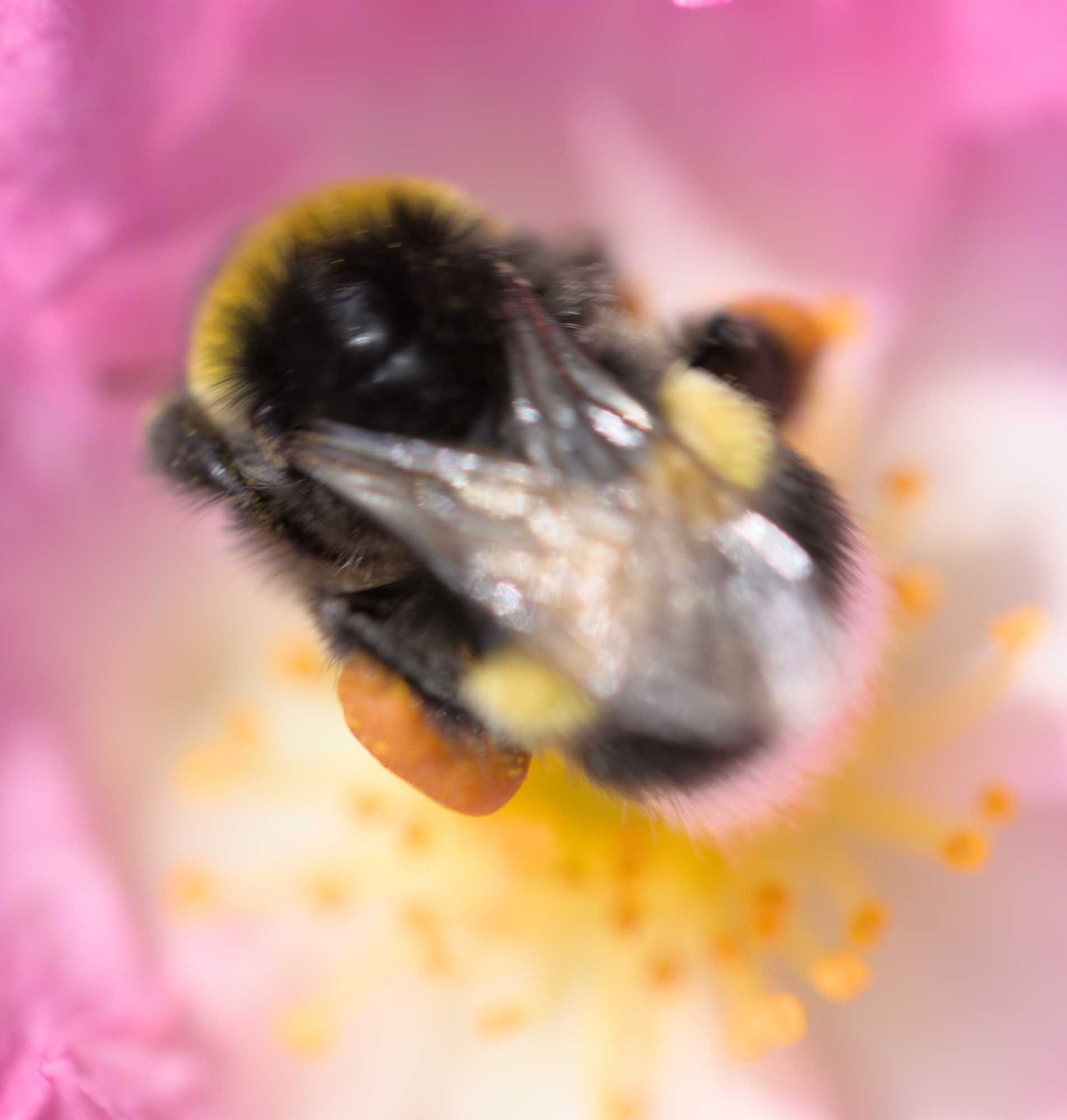 Gewöhnliche Bindensandbiene (Andrena flavipes), Lokation: Deutschland | Nordrhein-Westfalen | Heinsberg | Wassenberg Kategorien: Insekten, Hortus rusticus, Familie: Andrenidae (Sandbienen), Familie: Apidae (Echte Bienen), Datum: 03.06.2022