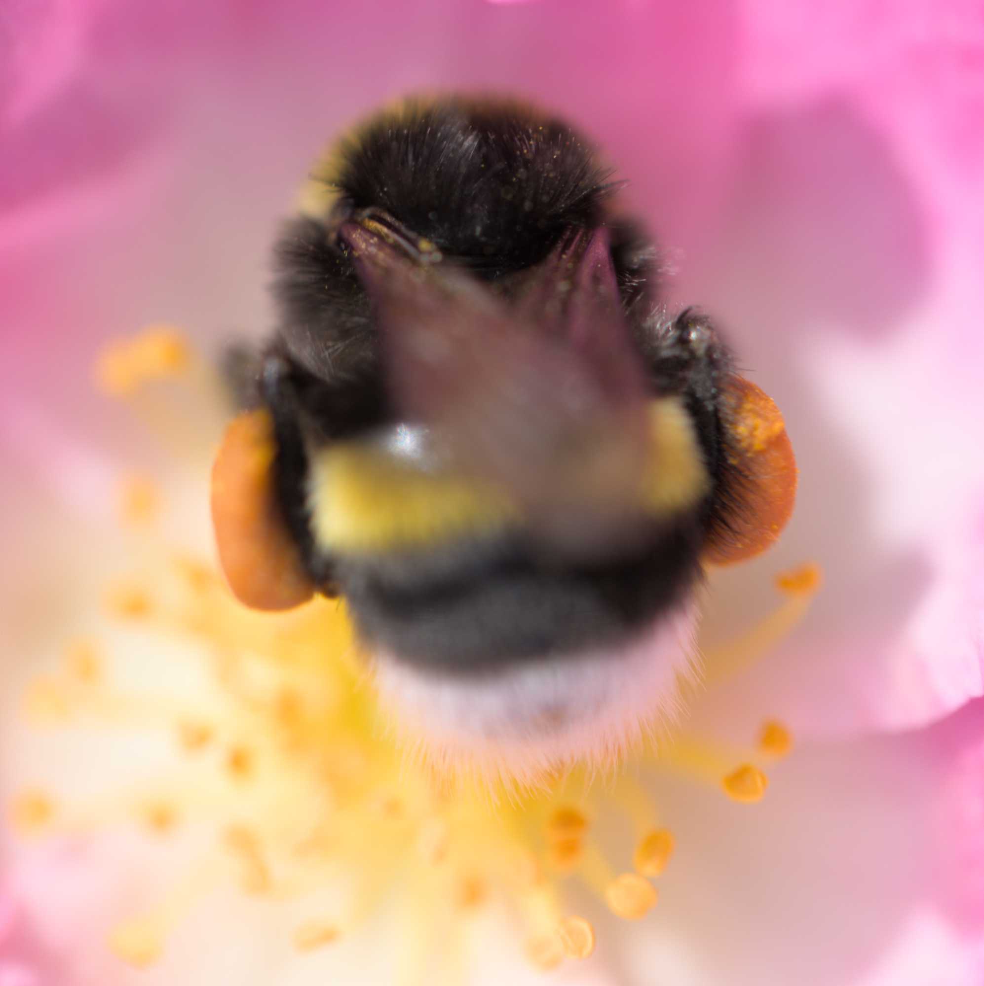 Gewöhnliche Bindensandbiene (Andrena flavipes), Lokation: Deutschland | Nordrhein-Westfalen | Heinsberg | Wassenberg Kategorien: Insekten, Hortus rusticus, Familie: Andrenidae (Sandbienen), Familie: Apidae (Echte Bienen), Datum: 03.06.2022