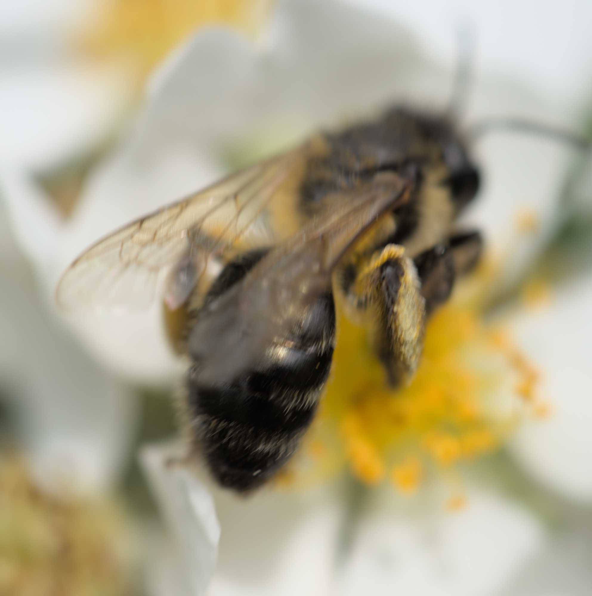 Gesellige Sandbiene (Andrena scotica), Lokation: Deutschland | Nordrhein-Westfalen | Heinsberg | Wassenberg Kategorien: Insekten, Hortus rusticus, Familie: Andrenidae (Sandbienen), Datum: 03.06.2022
