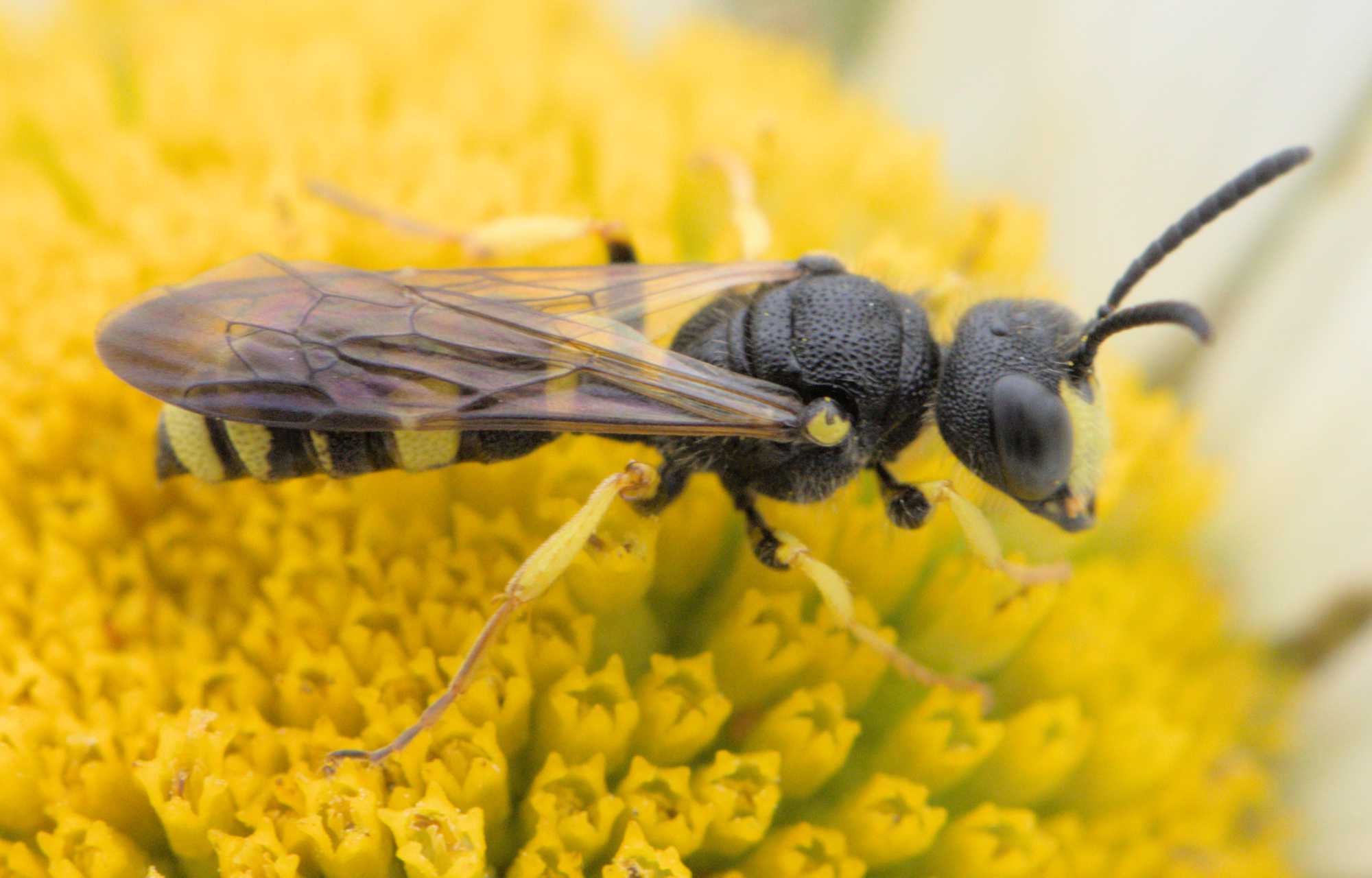 Bienenjagende Knotenwespe (Cerceris rybyensis), Lokation: Deutschland | Nordrhein-Westfalen | Heinsberg | Wassenberg Kategorien: Insekten, Familie: Crabronidae (Grabwespen), Datum: 08.06.2022