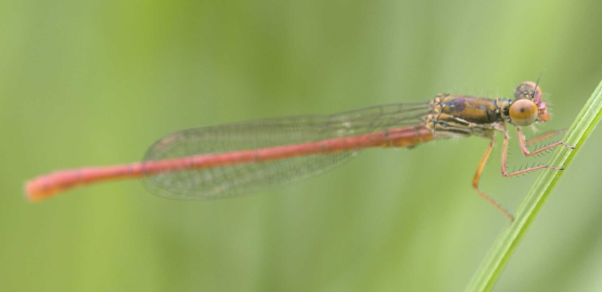 Scharlachlibelle (Ceriagrion tenellum), Lokation: Deutschland | Nordrhein-Westfalen | Heinsberg | Wassenberg Kategorien: Insekten, Hortus rusticus, Familie: Coenagrionidae (Schlanklibellen), Datum: 08.06.2022