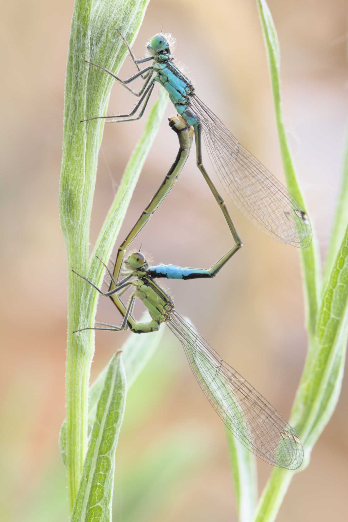 Große Pechlibelle (Ischnura elegans), Lokation: Deutschland | Nordrhein-Westfalen | Heinsberg | Wassenberg Kategorien: Insekten, Hortus rusticus, Familie: Coenagrionidae (Schlanklibellen), Datum: 08.06.2022