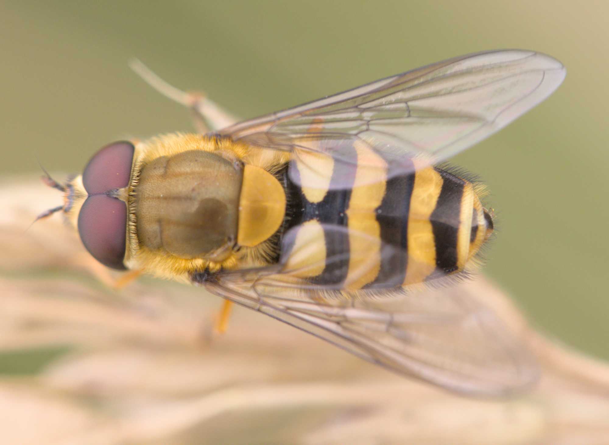 Große Schwebfliege (Syrphus ribesii), Lokation: Deutschland | Nordrhein-Westfalen | Heinsberg | Wassenberg Kategorien: Insekten, Hortus rusticus, Familie: Syrphidae (Schwebfliegen), Datum: 08.06.2022