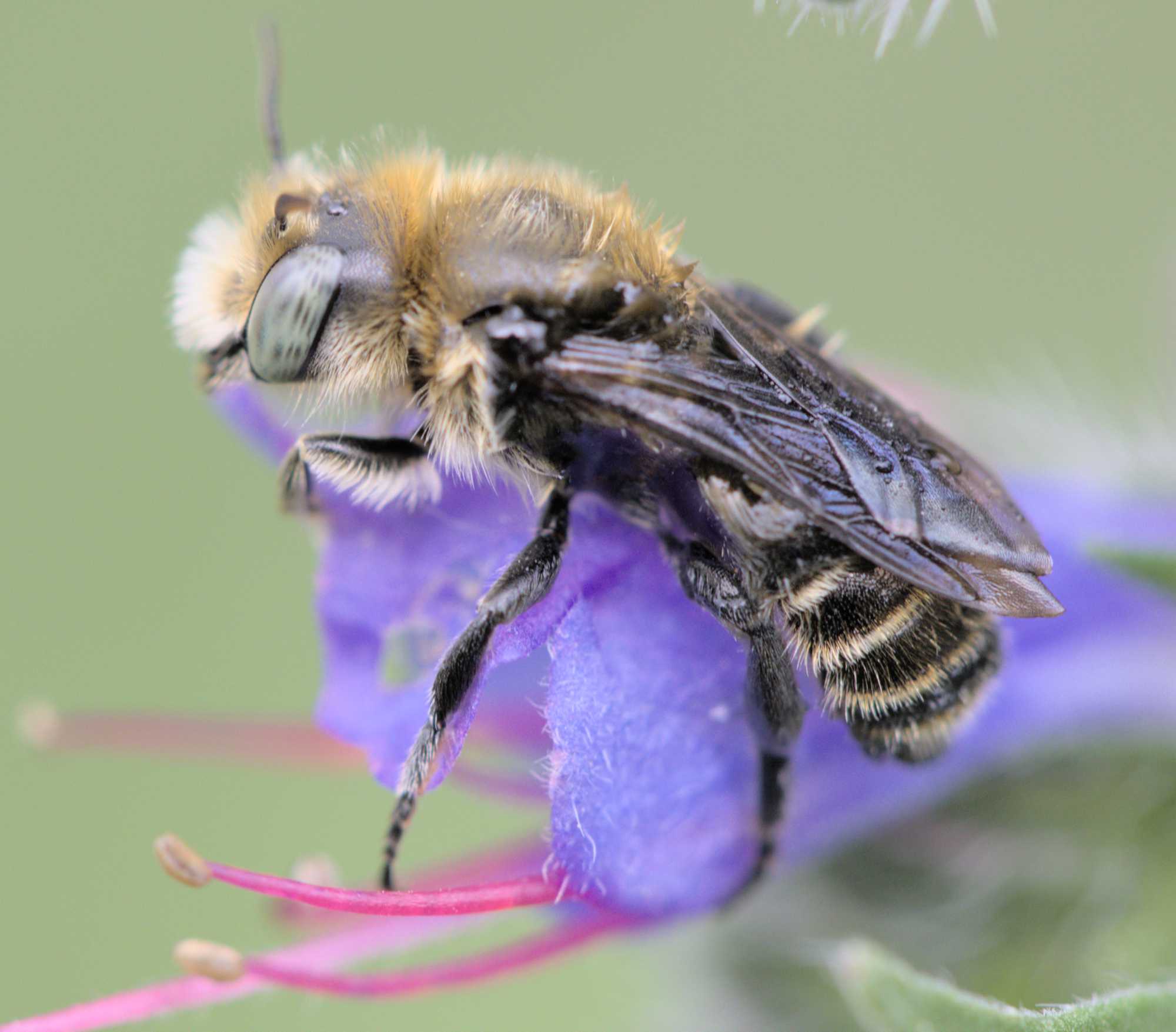 Glänzende Natternkopf-Mauerbiene (Hoplitis adunca), Lokation: Deutschland | Nordrhein-Westfalen | Heinsberg | Wassenberg Kategorien: Insekten, Hortus rusticus, Familie: Megachilidae (Bauchsammlerbienen), Datum: 09.06.2022