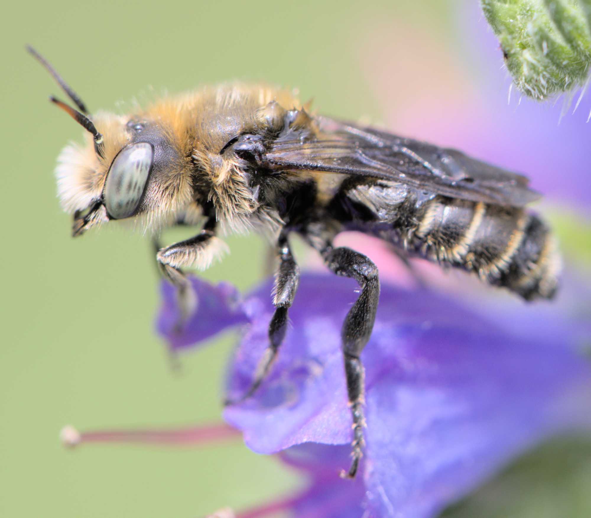 Glänzende Natternkopf-Mauerbiene (Hoplitis adunca), Lokation: Deutschland | Nordrhein-Westfalen | Heinsberg | Wassenberg Kategorien: Insekten, Hortus rusticus, Familie: Megachilidae (Bauchsammlerbienen), Datum: 09.06.2022