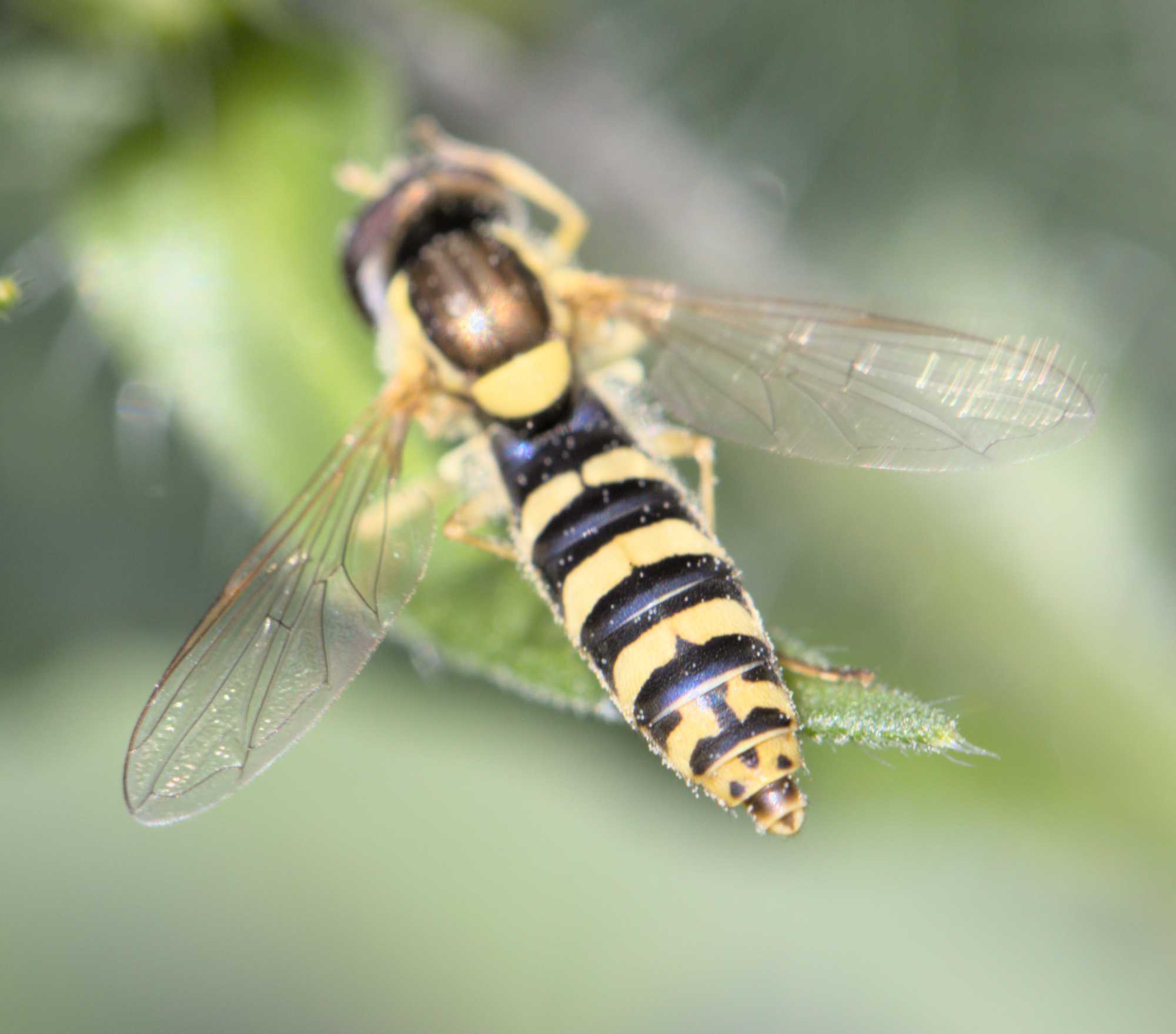 Sphaerophoria spec. (Sphaerophoria spec.), Lokation: Deutschland | Nordrhein-Westfalen | Heinsberg | Wassenberg Kategorien: Insekten, Hortus rusticus, Familie: Syrphidae (Schwebfliegen), Datum: 09.06.2022