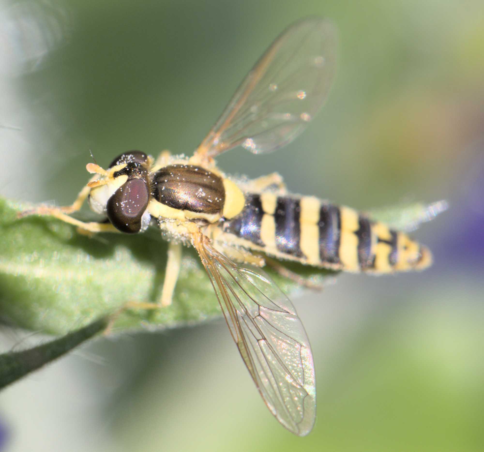 Sphaerophoria spec. (Sphaerophoria spec.), Lokation: Deutschland | Nordrhein-Westfalen | Heinsberg | Wassenberg Kategorien: Insekten, Hortus rusticus, Familie: Syrphidae (Schwebfliegen), Datum: 09.06.2022