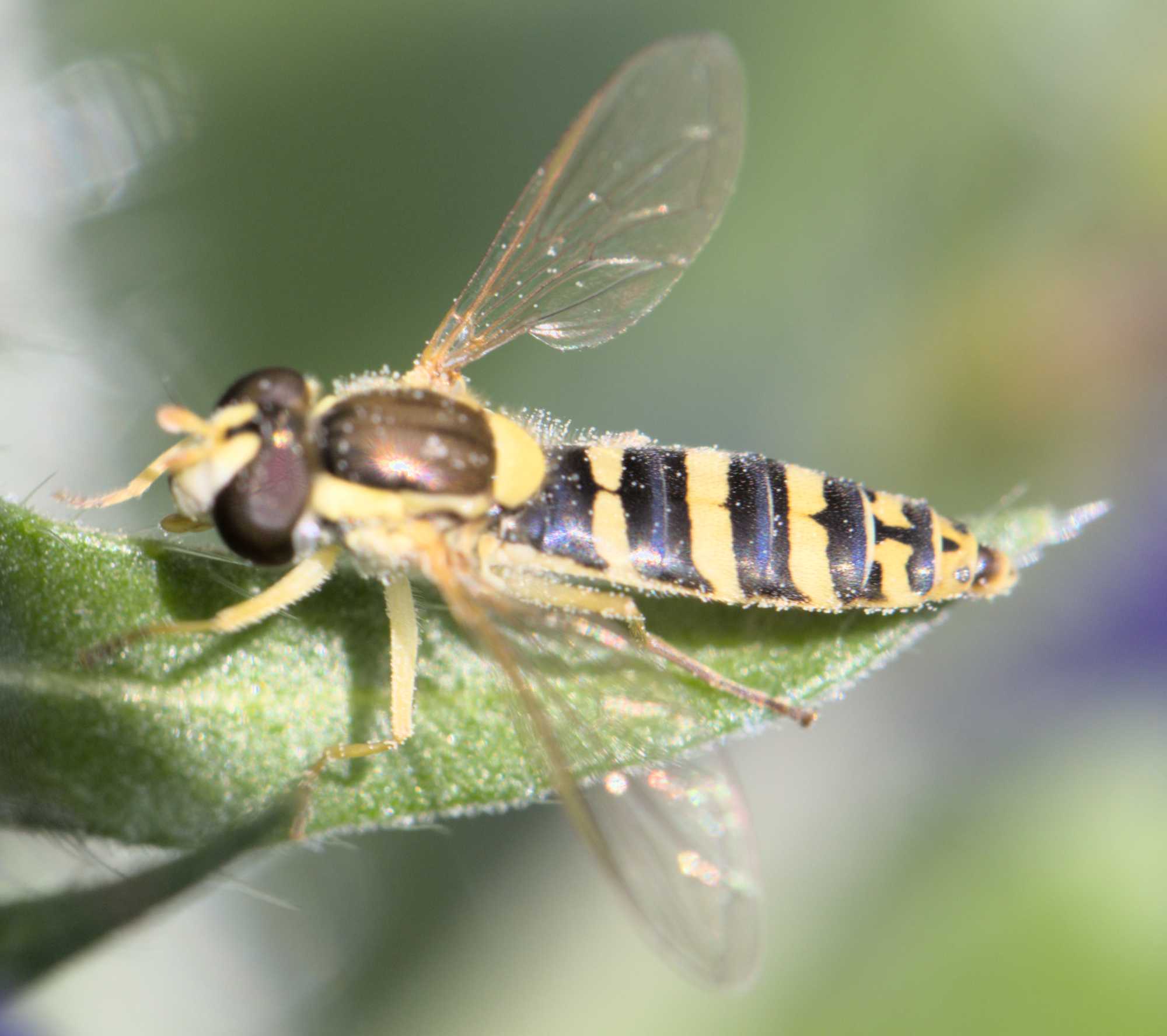 Sphaerophoria spec. (Sphaerophoria spec.), Lokation: Deutschland | Nordrhein-Westfalen | Heinsberg | Wassenberg Kategorien: Insekten, Hortus rusticus, Familie: Syrphidae (Schwebfliegen), Datum: 09.06.2022