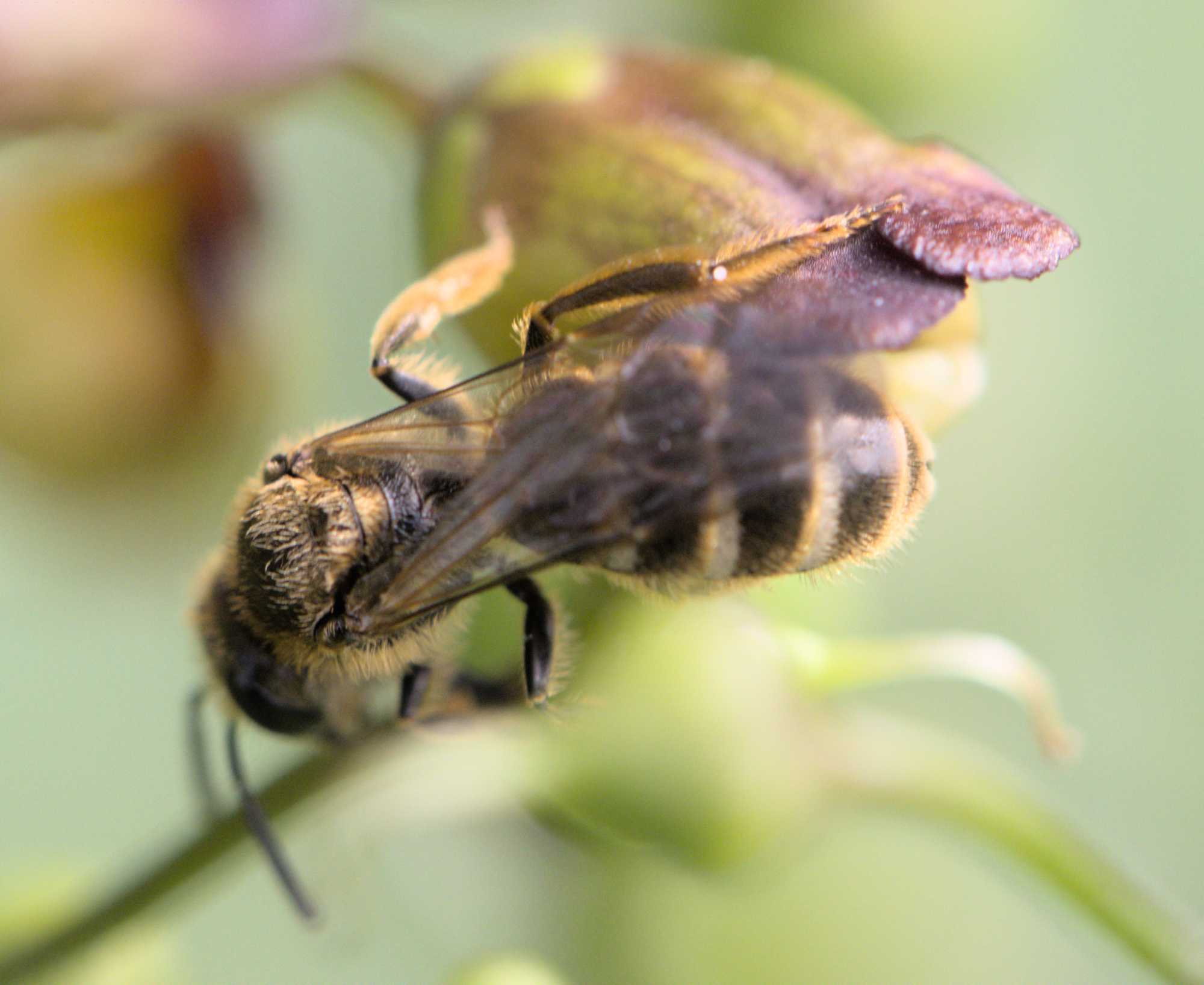 Gewöhnliche Schmalbiene (Lasioglossum calceatum), Lokation: Deutschland | Nordrhein-Westfalen | Heinsberg | Wassenberg Kategorien: Insekten, Hortus rusticus, Familie: Halictidae (Schmal- und Furchenbienen), Datum: 09.06.2022