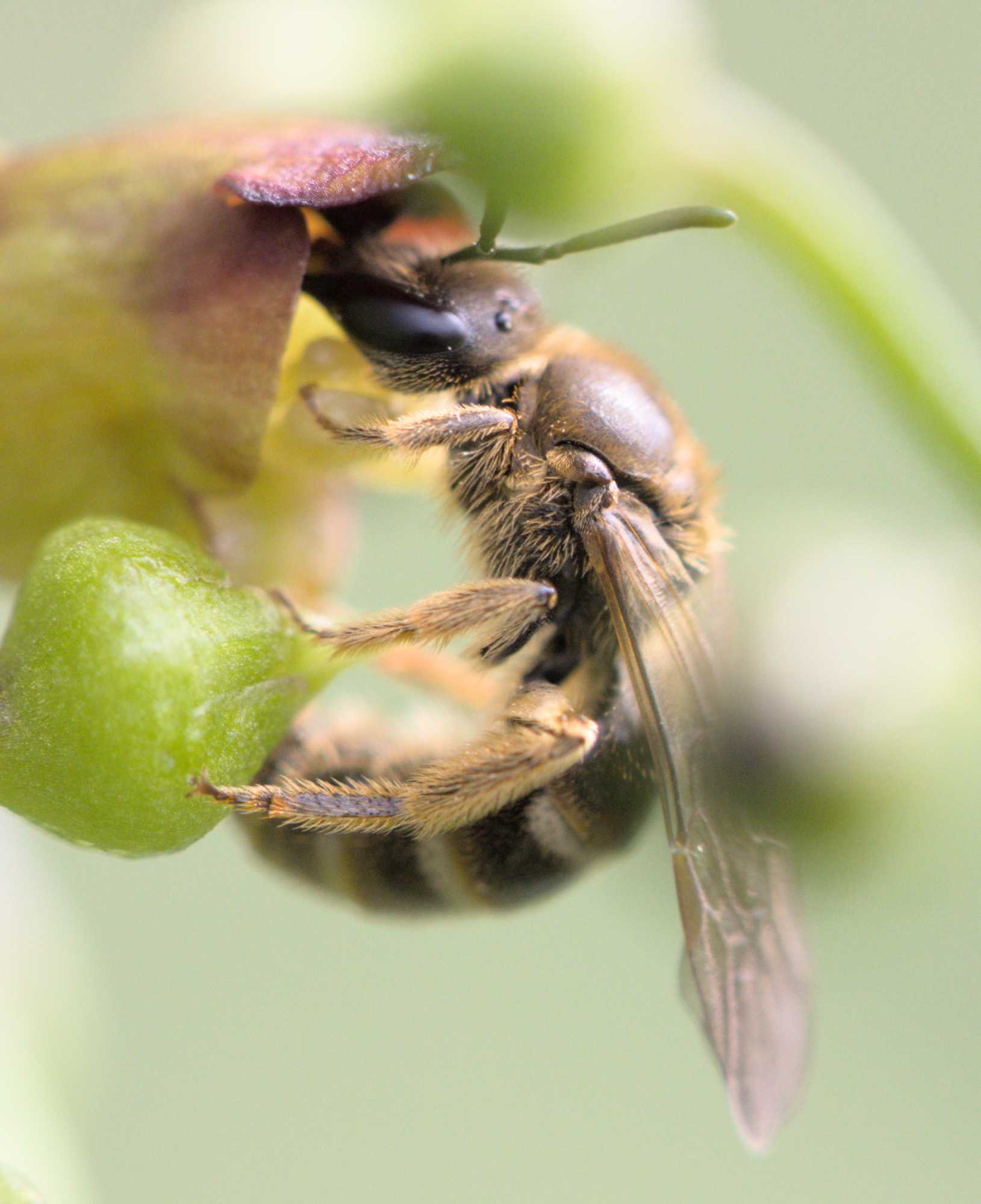 Gewöhnliche Schmalbiene (Lasioglossum calceatum), Lokation: Deutschland | Nordrhein-Westfalen | Heinsberg | Wassenberg Kategorien: Insekten, Hortus rusticus, Familie: Halictidae (Schmal- und Furchenbienen), Datum: 09.06.2022