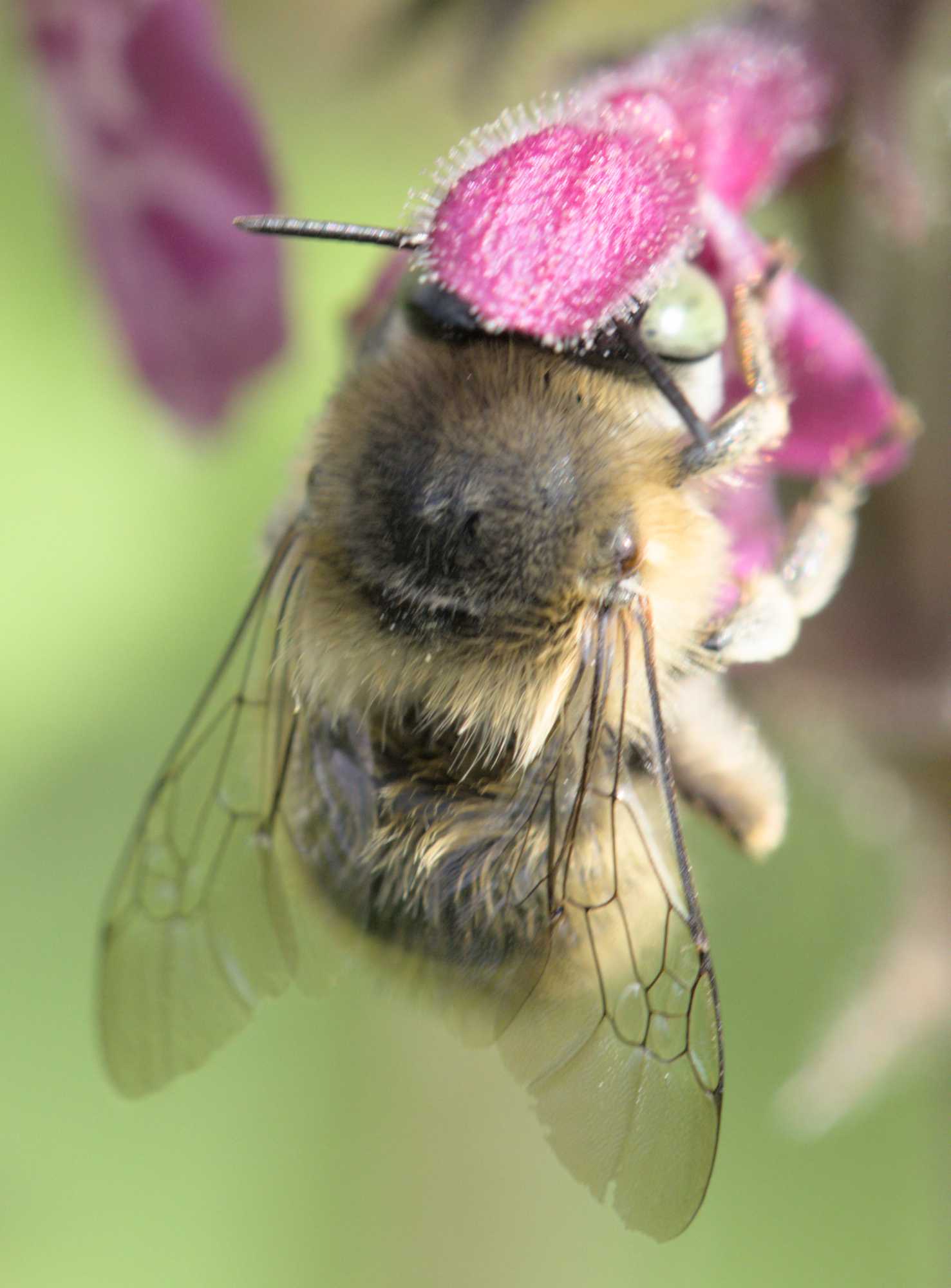 Vierfleck-Pelzbiene (Anthophora quadrimaculata), Lokation: Deutschland | Nordrhein-Westfalen | Heinsberg | Wassenberg Kategorien: Insekten, Hortus rusticus, Familie: Apidae (Echte Bienen), Datum: 09.06.2022