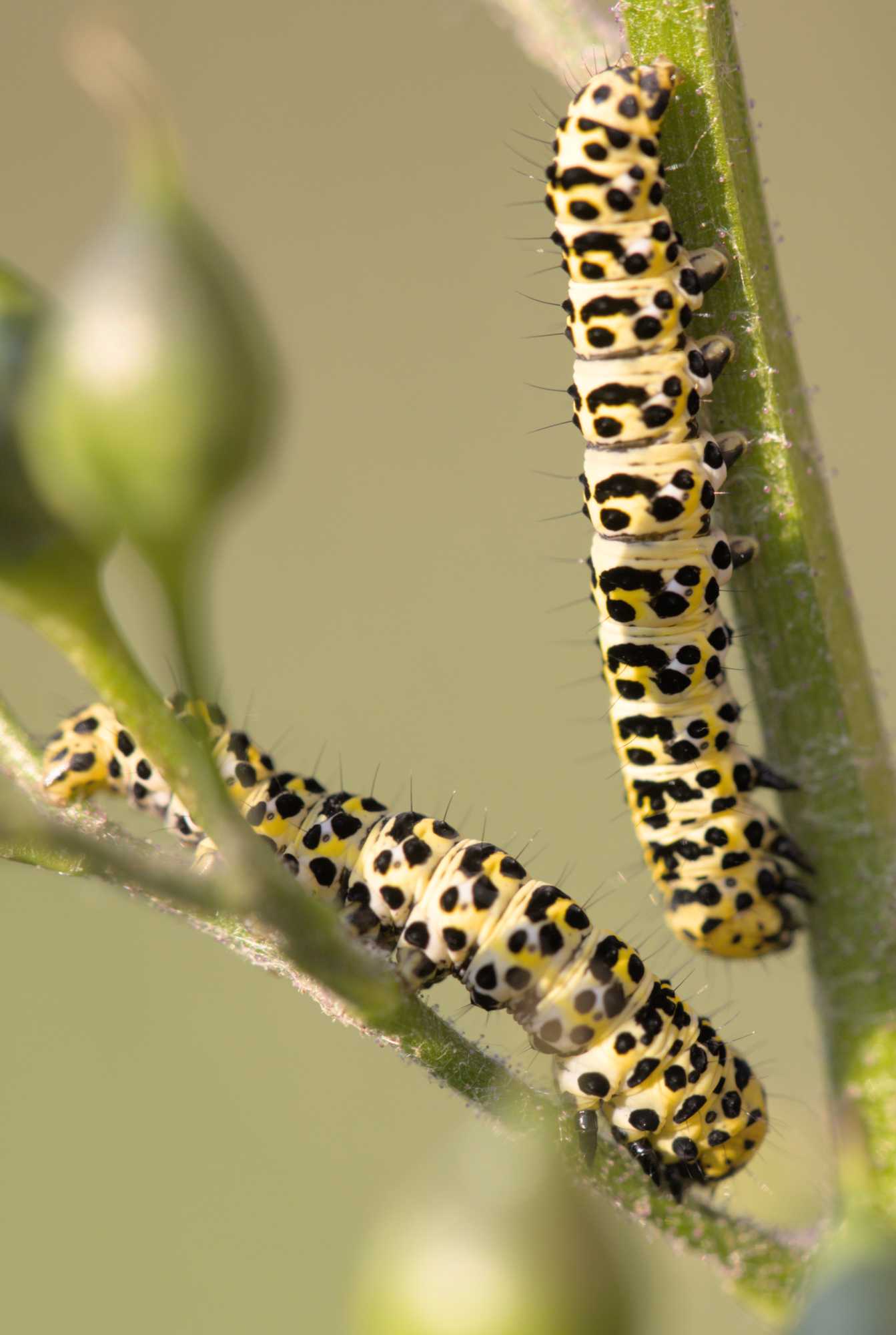 Braunwurz-Mönch (Cucullia scrophulariae), Lokation: Deutschland | Nordrhein-Westfalen | Heinsberg | Wassenberg Kategorien: Insekten, Hortus rusticus, Familie: Noctuidae (Eulenfalter), Datum: 09.06.2022
