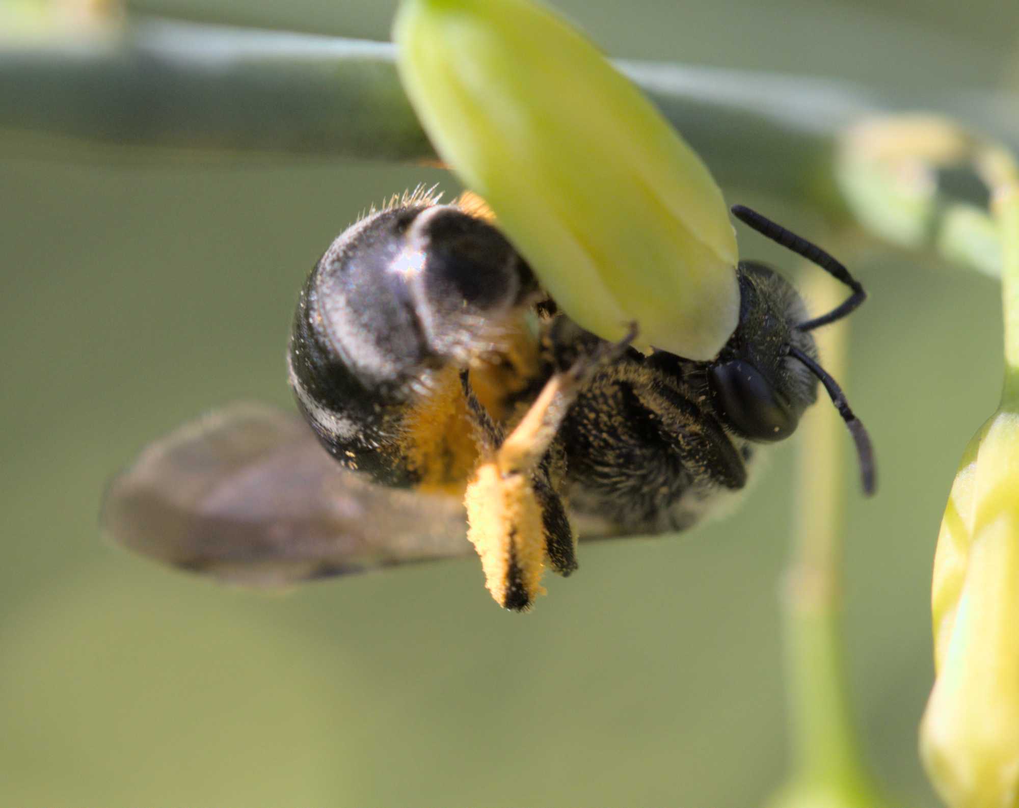 Spargel-Schmalbiene (Lasioglossum sexnotatum), Lokation: Deutschland | Nordrhein-Westfalen | Heinsberg | Wassenberg Kategorien: Insekten, Familie: Halictidae (Schmal- und Furchenbienen), Datum: 11.06.2022