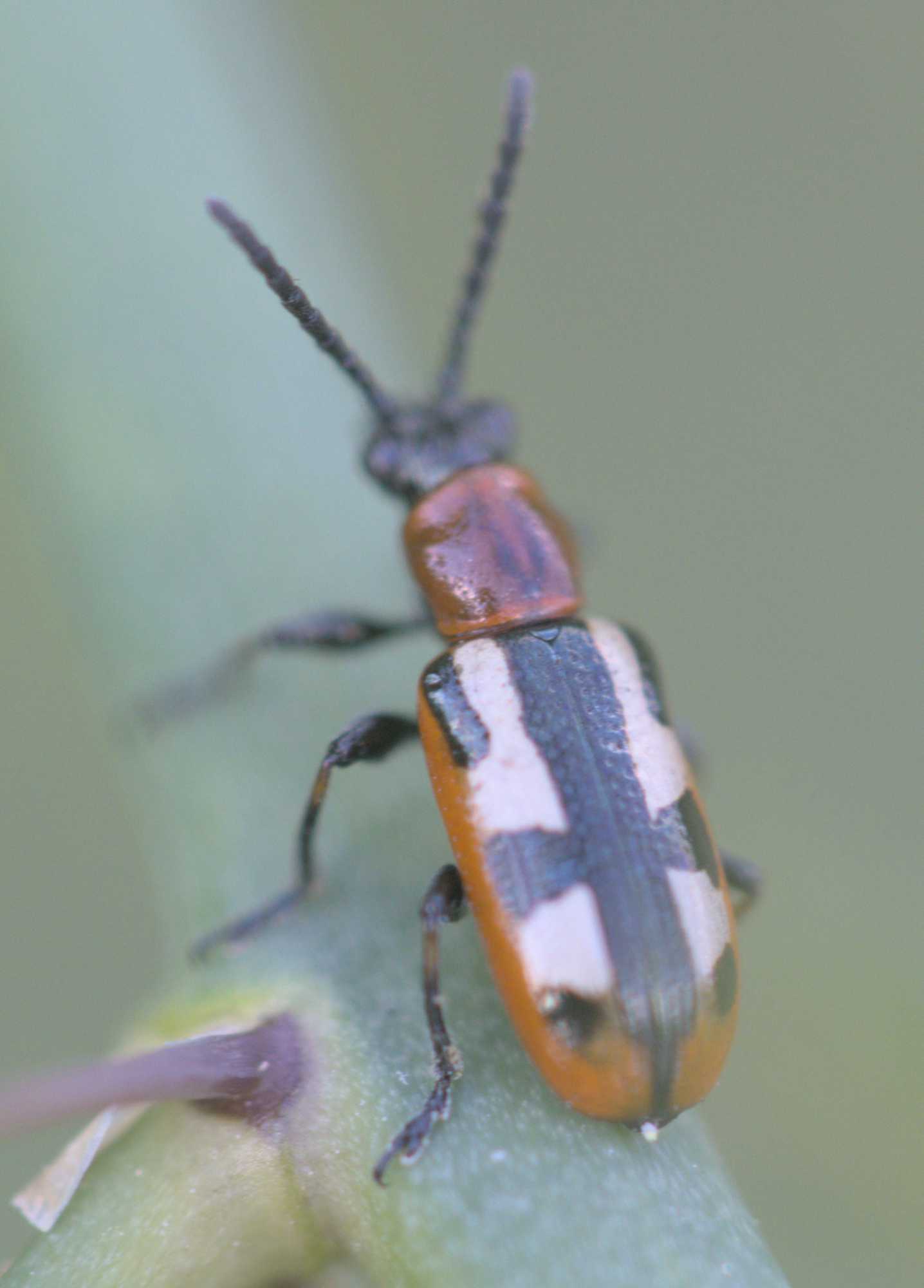 Gewöhnliches Spargelhähnchen (Crioceris asparagi), Lokation: Deutschland | Nordrhein-Westfalen | Heinsberg | Wassenberg Kategorien: Insekten, Familie: Chrysomelidae (Blattkäfer), Datum: 12.06.2022
