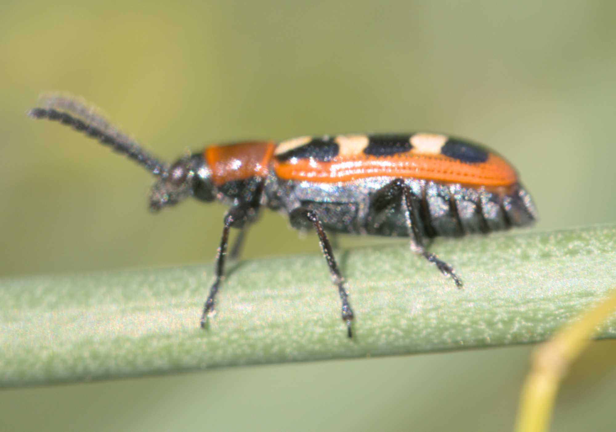 Gewöhnliches Spargelhähnchen (Crioceris asparagi), Lokation: Deutschland | Nordrhein-Westfalen | Heinsberg | Wassenberg Kategorien: Insekten, Familie: Chrysomelidae (Blattkäfer), Datum: 12.06.2022