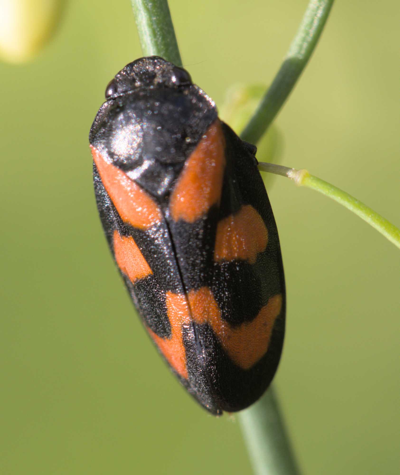 Gemeine Blutzikade (Cercopis vulnerata), Lokation: Deutschland | Nordrhein-Westfalen | Heinsberg | Wassenberg Kategorien: Insekten, Familie: Cercopidae (Blutzikaden), Datum: 12.06.2022