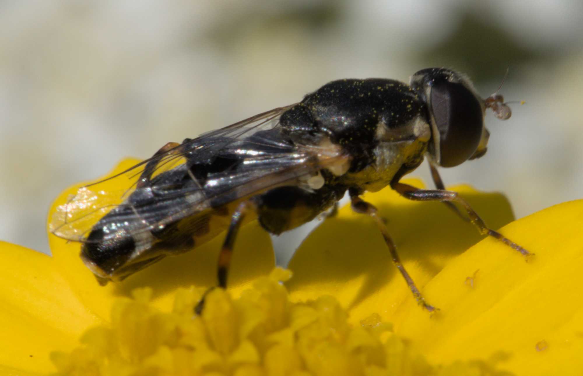 Kleine Mistbiene (Syritta pipiens), Lokation: Deutschland | Nordrhein-Westfalen | Heinsberg | Wassenberg Kategorien: Insekten, Familie: Syrphidae (Schwebfliegen), Datum: 12.06.2022