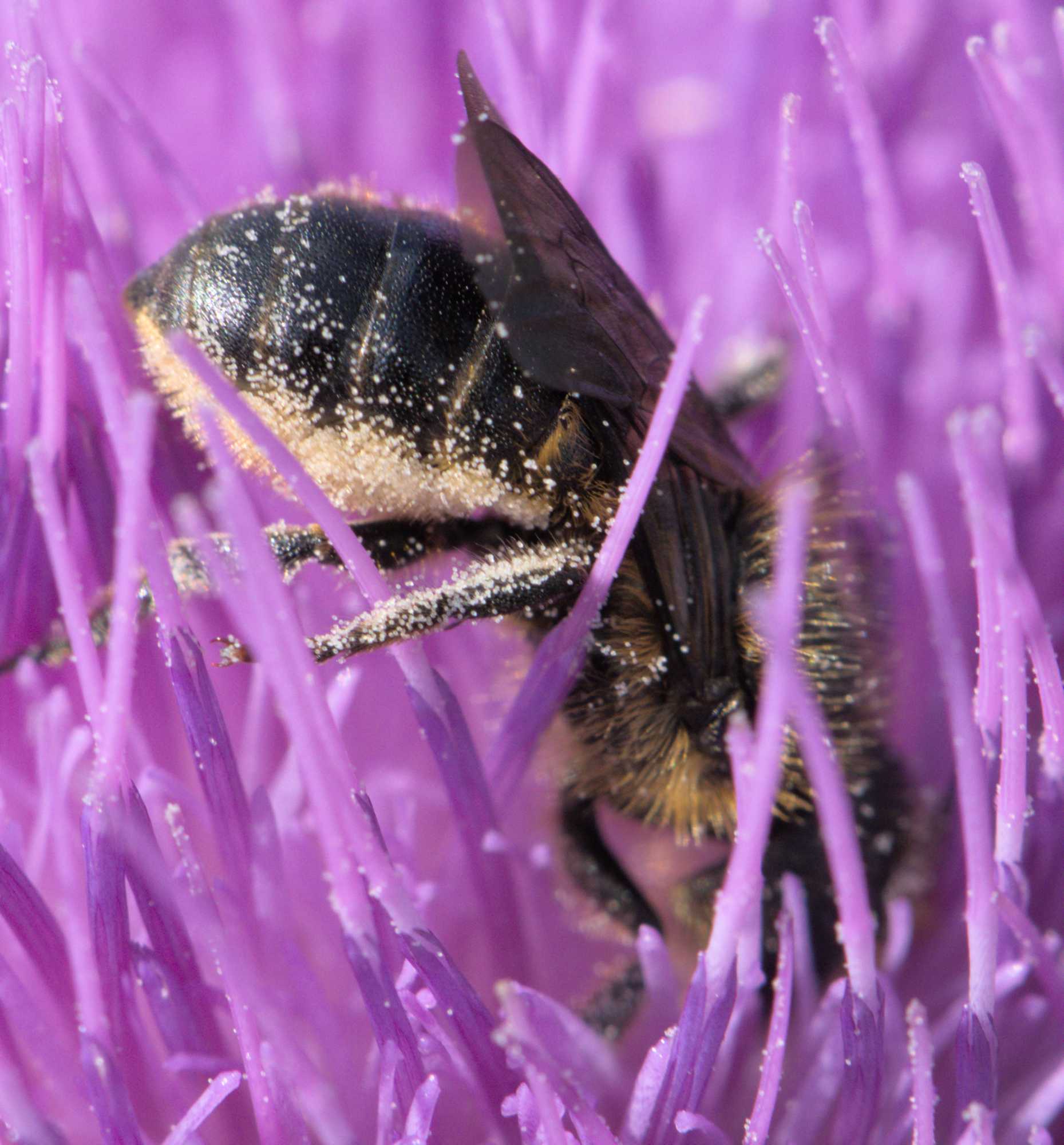 Osmia leaiana/niveata (Osmia leaiana/niveata), Lokation: Deutschland | Nordrhein-Westfalen | Heinsberg | Wassenberg Kategorien: Insekten, Hortus rusticus, Familie: Megachilidae (Bauchsammlerbienen), Datum: 12.06.2022