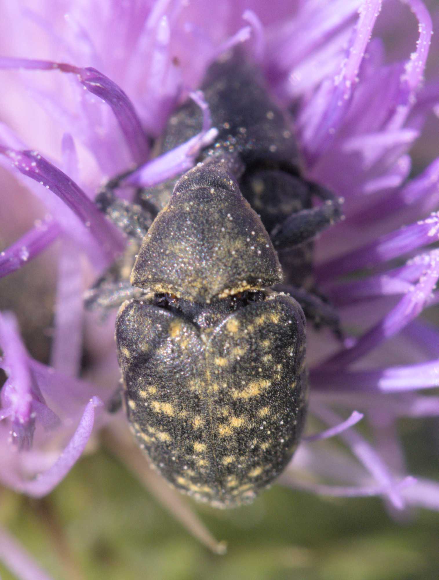 Kratzdistelrüssler (Larinus turbinatus), Lokation: Deutschland | Nordrhein-Westfalen | Heinsberg | Wassenberg Kategorien: Insekten, Hortus rusticus, Familie: Curculionidae (Rüsselkäfer), Datum: 12.06.2022