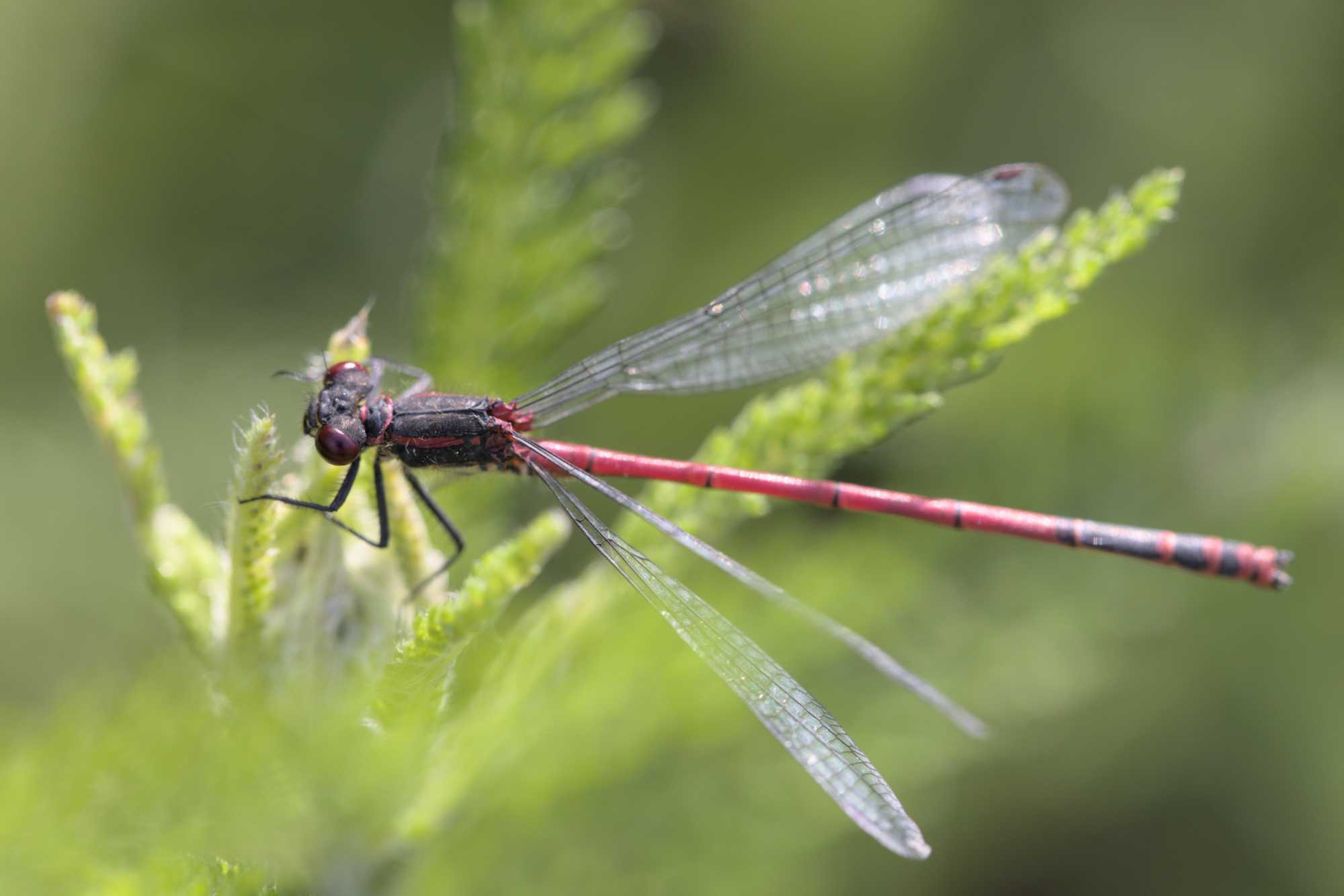 Frühe Adonislibelle (Pyrrhosoma nymphula), Lokation: Deutschland | Nordrhein-Westfalen | Heinsberg | Wassenberg Kategorien: Hortus rusticus, Familie: Coenagrionidae (Schlanklibellen), Datum: 13.06.2022