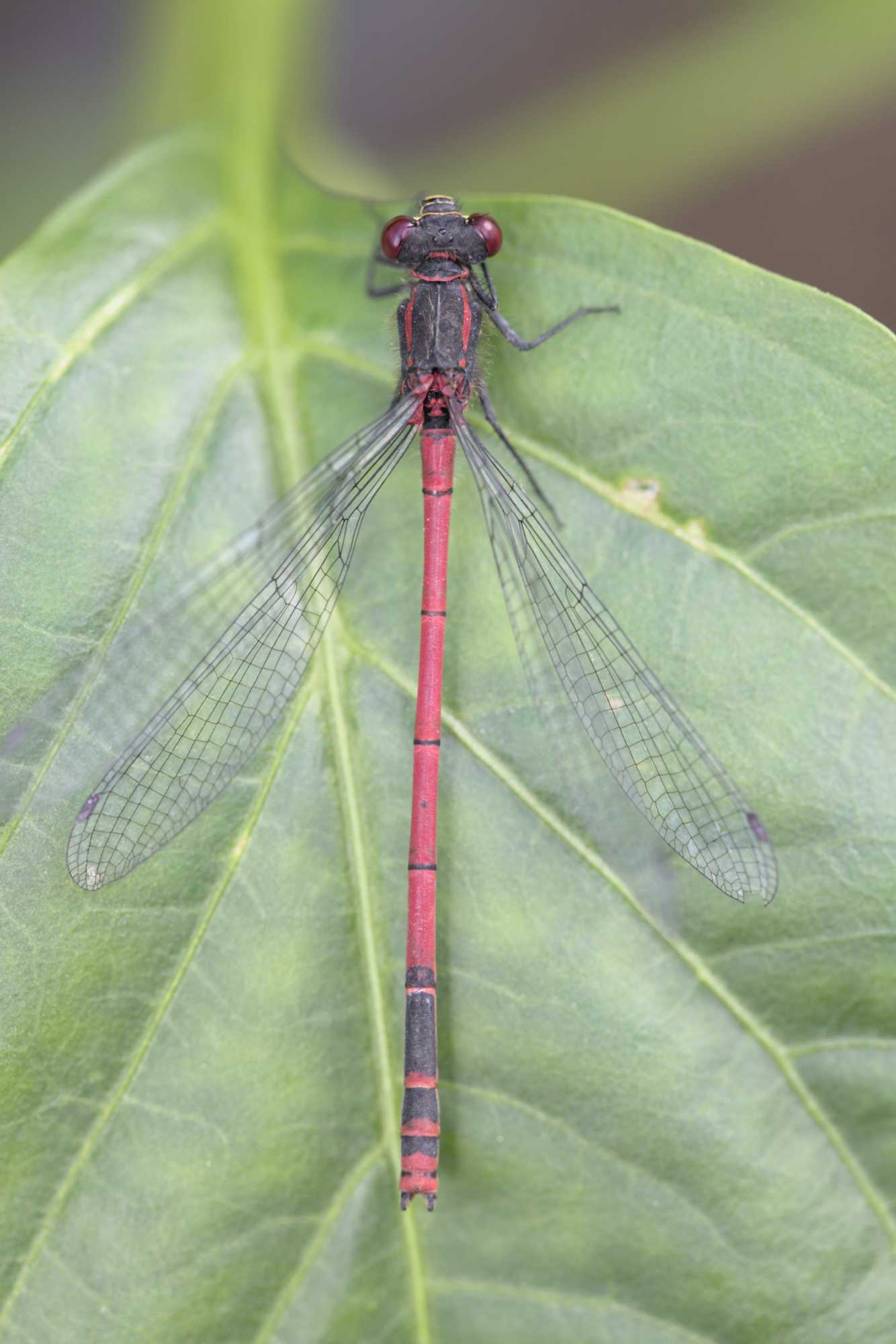 Frühe Adonislibelle (Pyrrhosoma nymphula), Lokation: Deutschland | Nordrhein-Westfalen | Heinsberg | Wassenberg Kategorien: Hortus rusticus, Familie: Coenagrionidae (Schlanklibellen), Datum: 13.06.2022