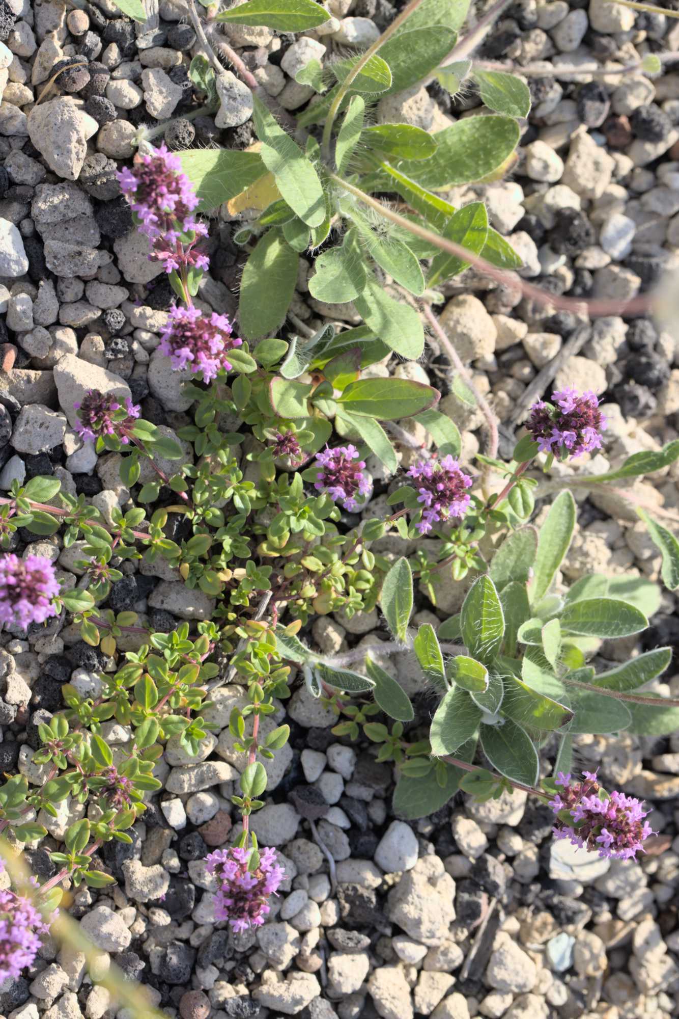 Breitblättriger Thymian (Thymus pulegioides), Lokation: Deutschland | Nordrhein-Westfalen | Heinsberg | Wassenberg Kategorien: Habitus, Hortus rusticus, Datum: 22.06.2022