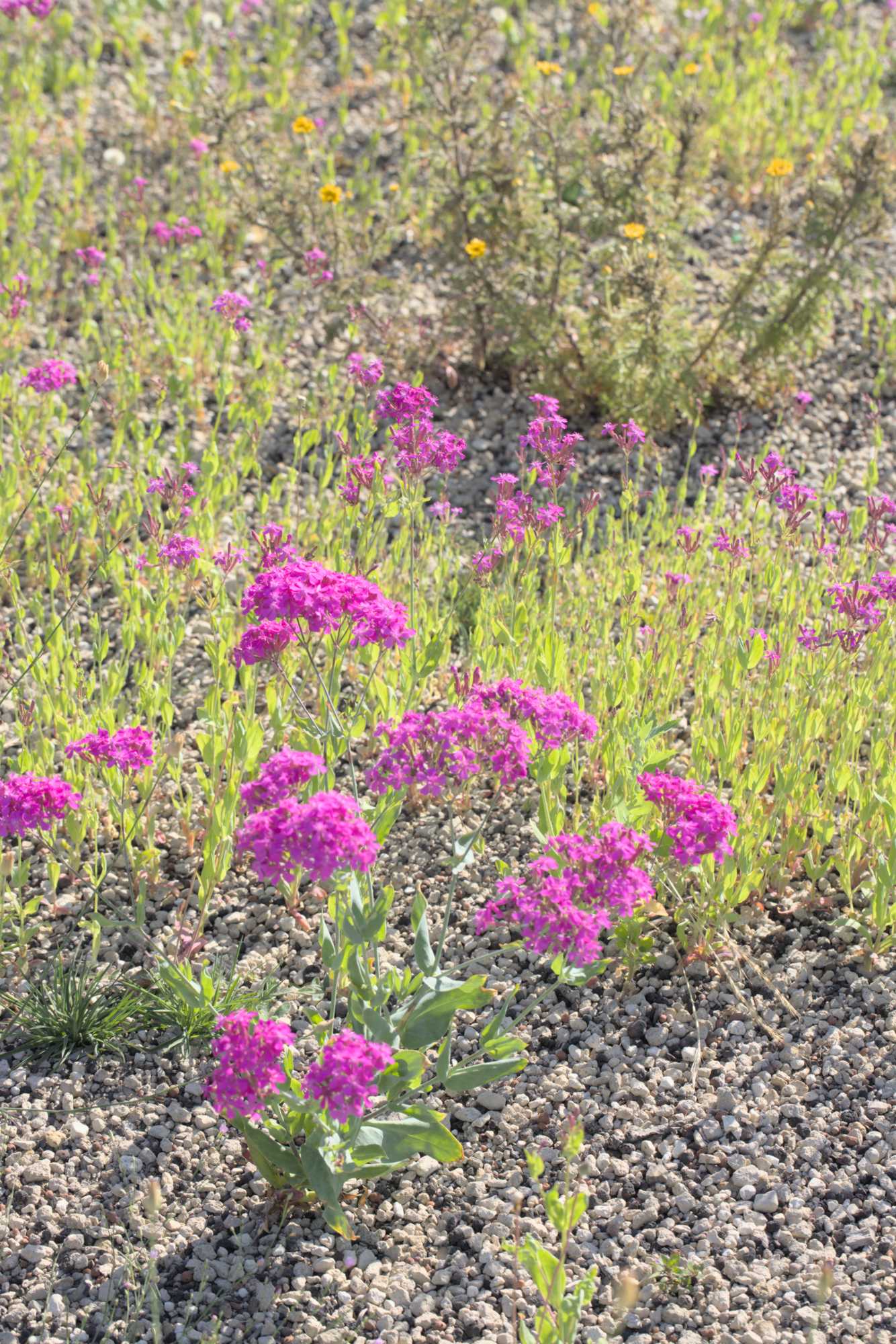 Lokation: Deutschland | Nordrhein-Westfalen | Heinsberg | Wassenberg Kategorien: Vegetation, Hortus rusticus, Datum: 22.06.2022