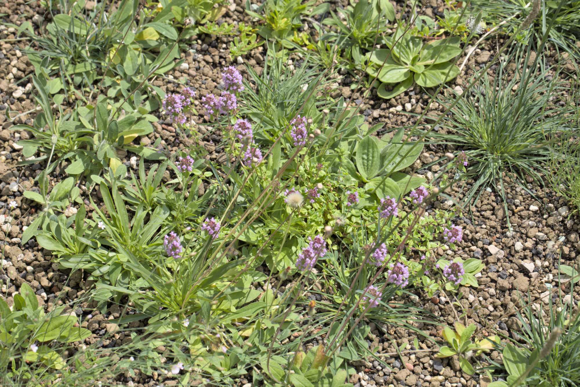 Lokation: Deutschland | Nordrhein-Westfalen | Heinsberg | Wassenberg Kategorien: Dachbegrünung, Hortus rusticus, Datum: 24.06.2022