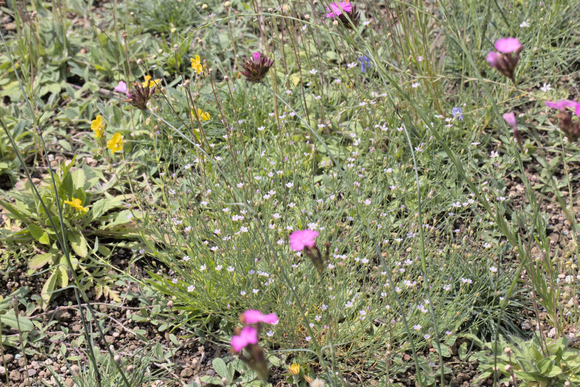 Lokation: Deutschland | Nordrhein-Westfalen | Heinsberg | Wassenberg Kategorien: Dachbegrünung, Hortus rusticus, Datum: 24.06.2022
