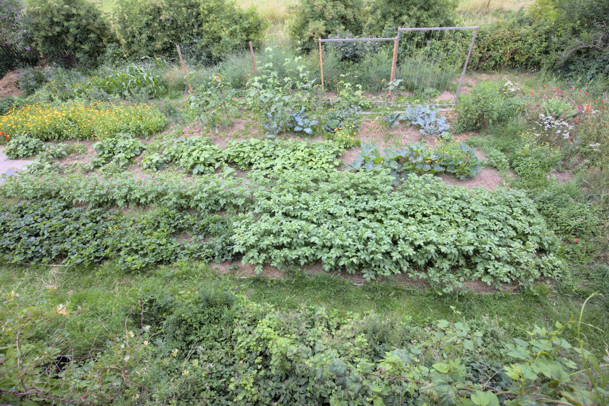 Lokation: Deutschland | Nordrhein-Westfalen | Heinsberg | Wassenberg Kategorien: Nutzgarten, Hortus rusticus, Bauerngarten, Selbstversorgung, Datum: 26.06.2022