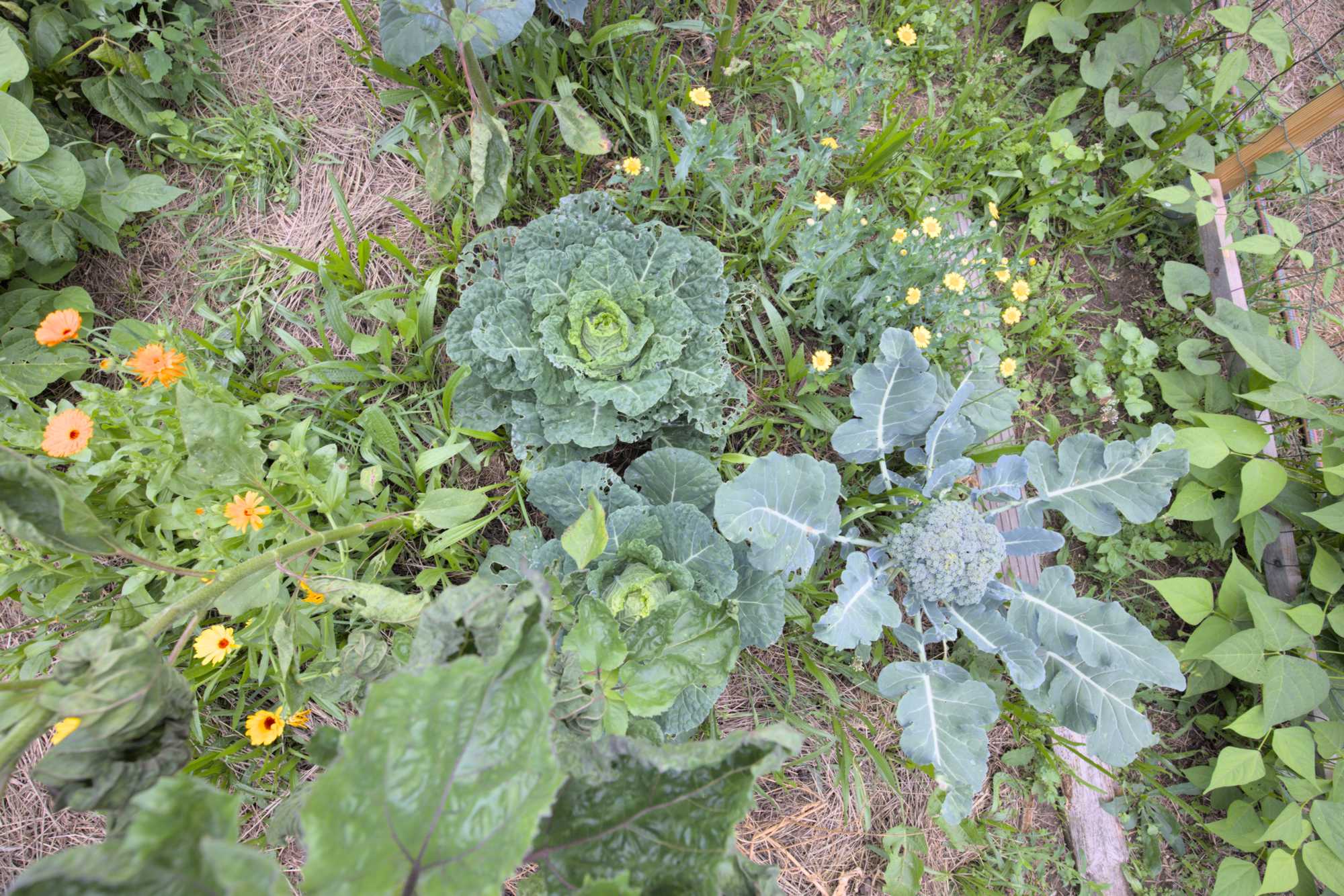 Lokation: Deutschland | Nordrhein-Westfalen | Heinsberg | Wassenberg Kategorien: Nutzgarten, Bauerngarten, Selbstversorgung, Datum: 26.06.2022