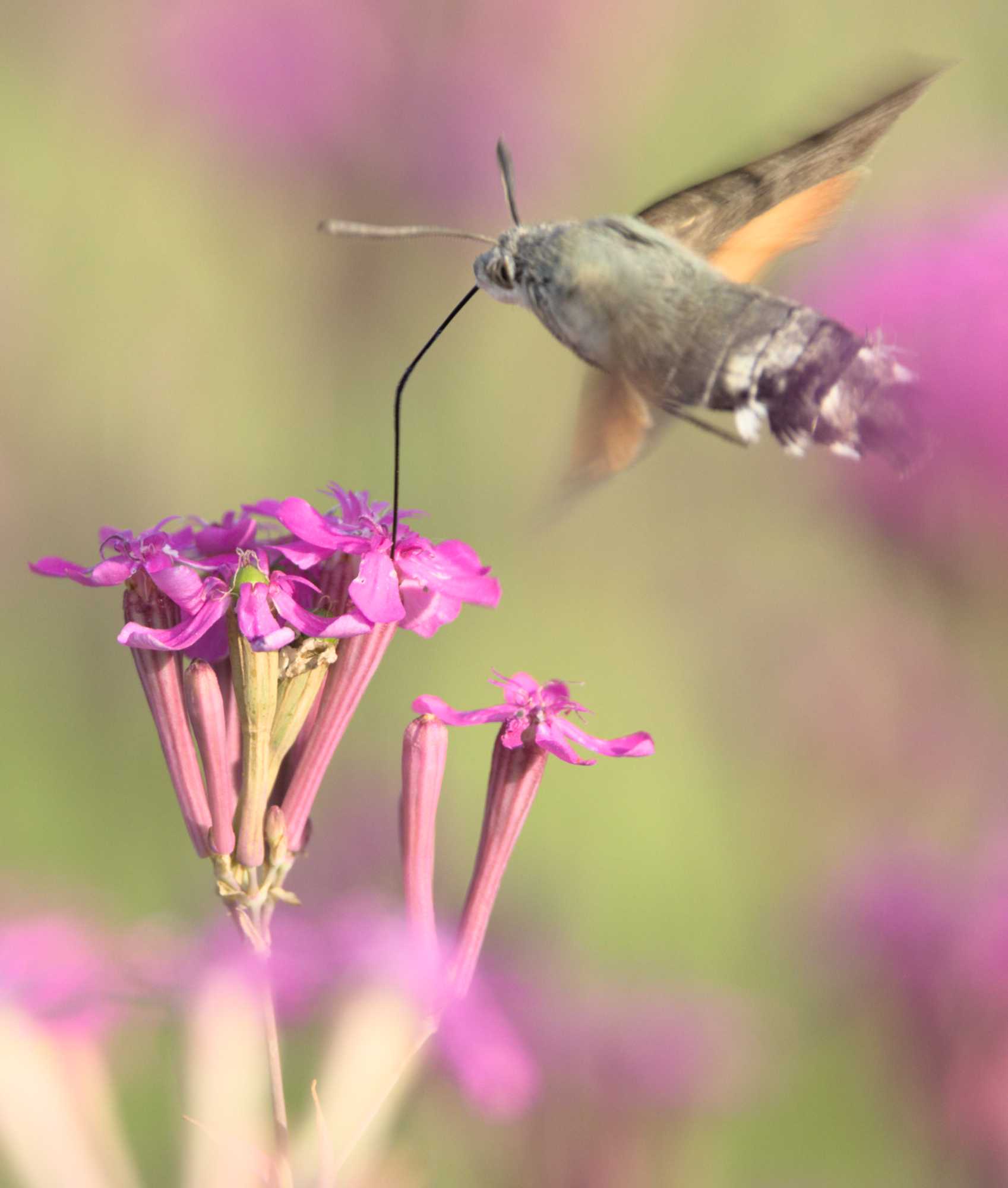 Lokation: Deutschland | Nordrhein-Westfalen | Heinsberg | Wassenberg Kategorien: Schmetterlinge, Hortus rusticus, Datum: 28.06.2022