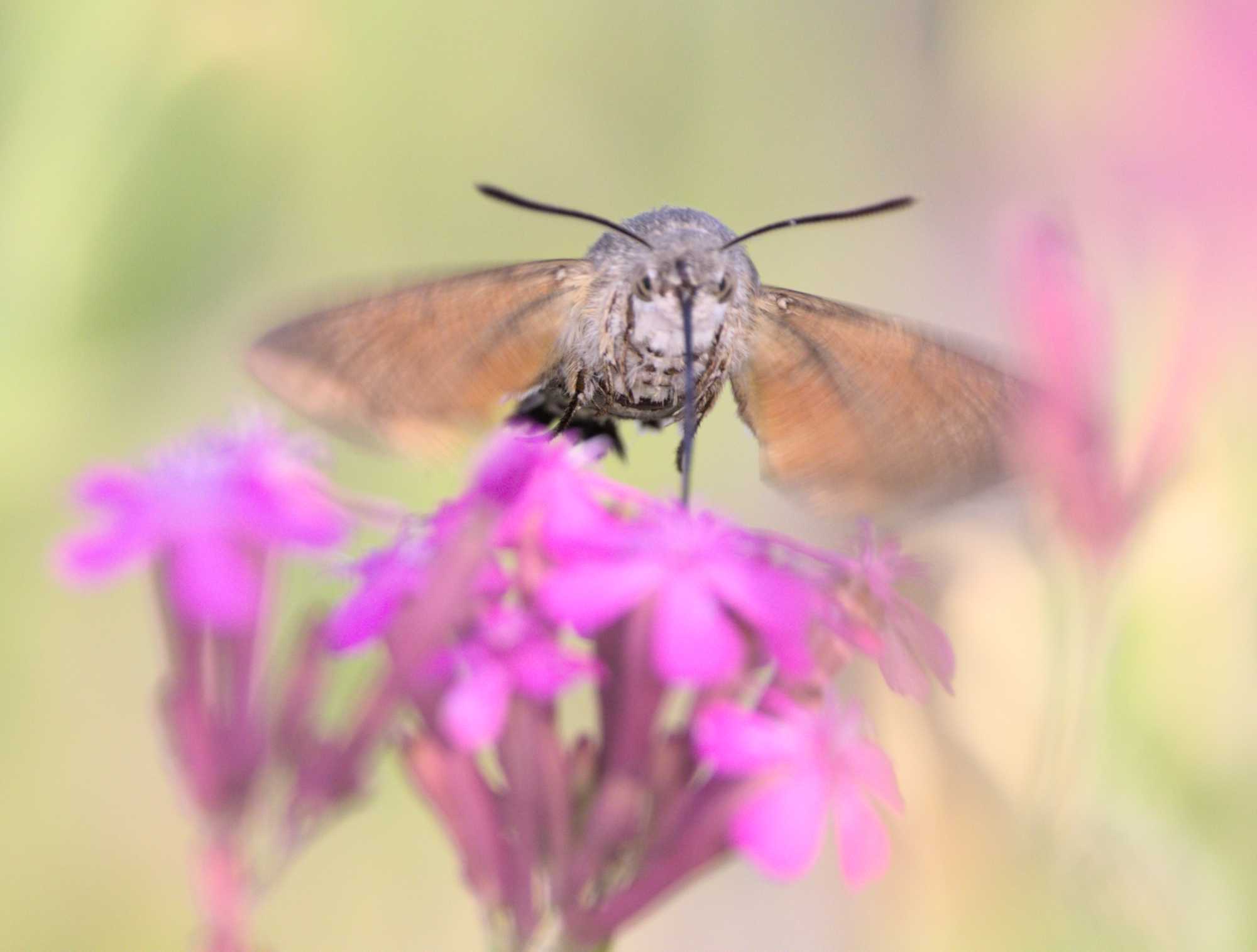 Taubenschwänzchen (Macroglossum stellatarum), Lokation: Deutschland | Nordrhein-Westfalen | Heinsberg | Wassenberg Kategorien: Schmetterlinge, Hortus rusticus, Familie: Sphingidae (Schwärmer), Datum: 28.06.2022