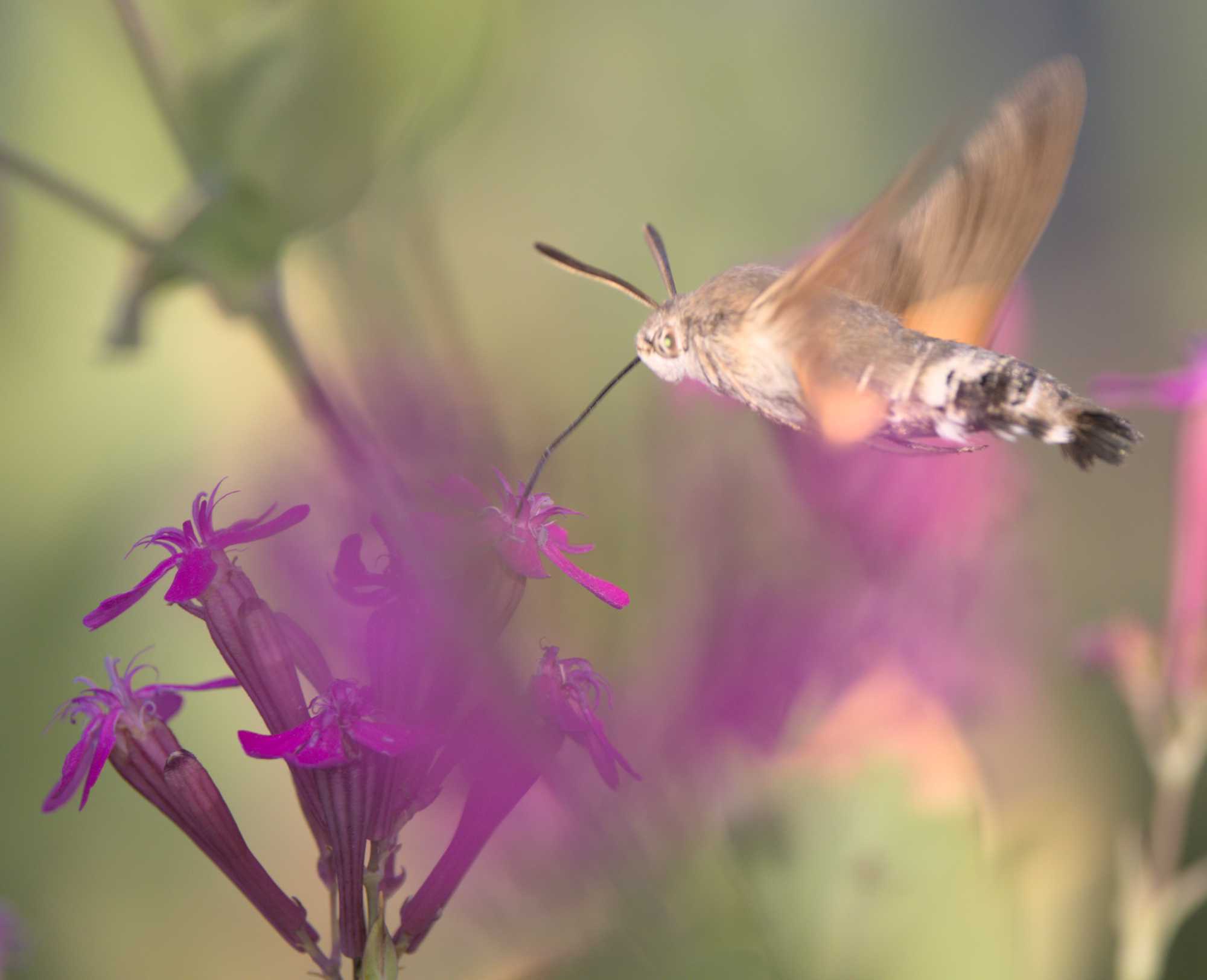 Taubenschwänzchen (Macroglossum stellatarum), Lokation: Deutschland | Nordrhein-Westfalen | Heinsberg | Wassenberg Kategorien: Schmetterlinge, Hortus rusticus, Familie: Sphingidae (Schwärmer), Datum: 28.06.2022