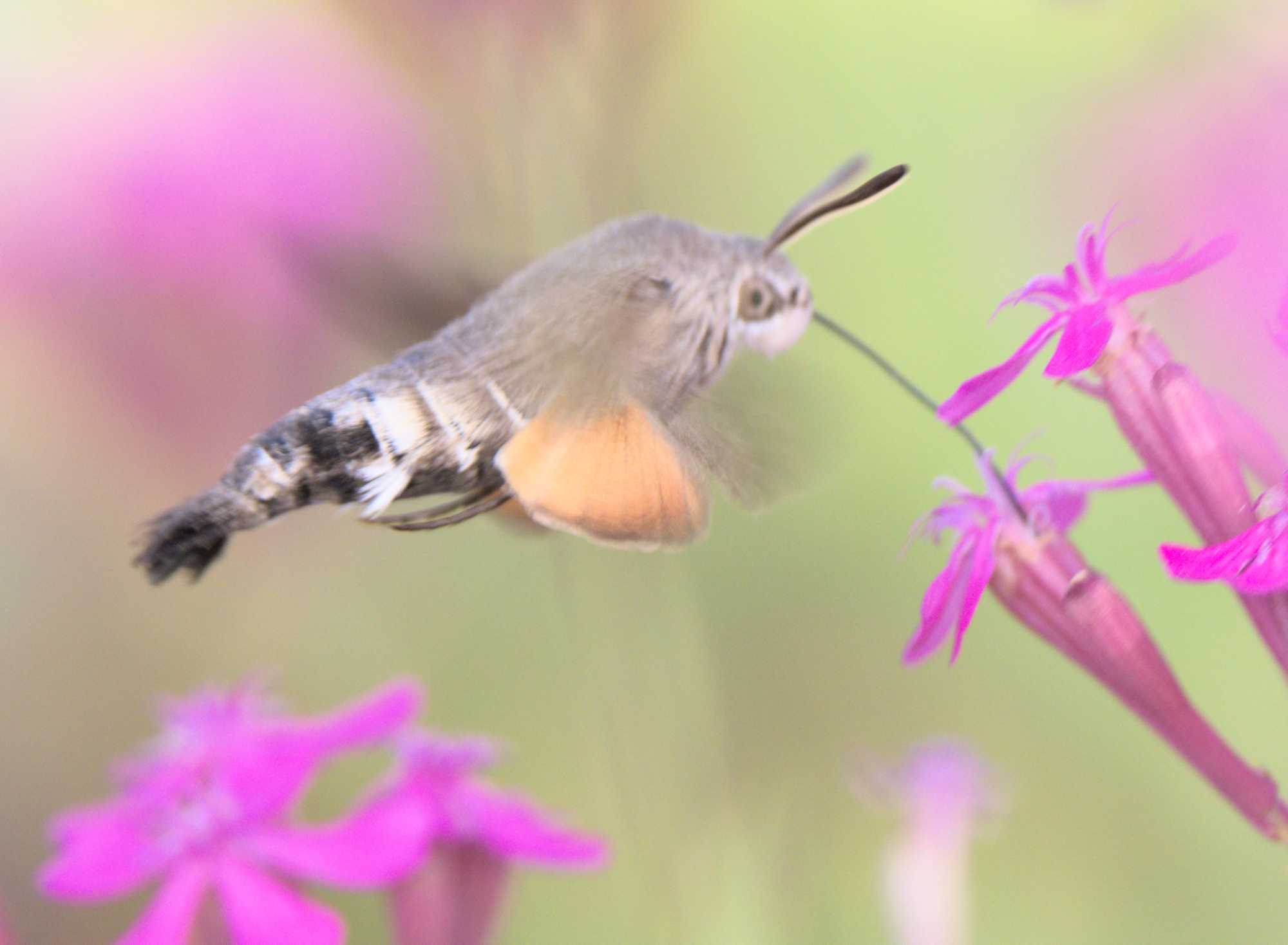 Taubenschwänzchen (Macroglossum stellatarum), Lokation: Deutschland | Nordrhein-Westfalen | Heinsberg | Wassenberg Kategorien: Schmetterlinge, Hortus rusticus, Familie: Sphingidae (Schwärmer), Datum: 28.06.2022
